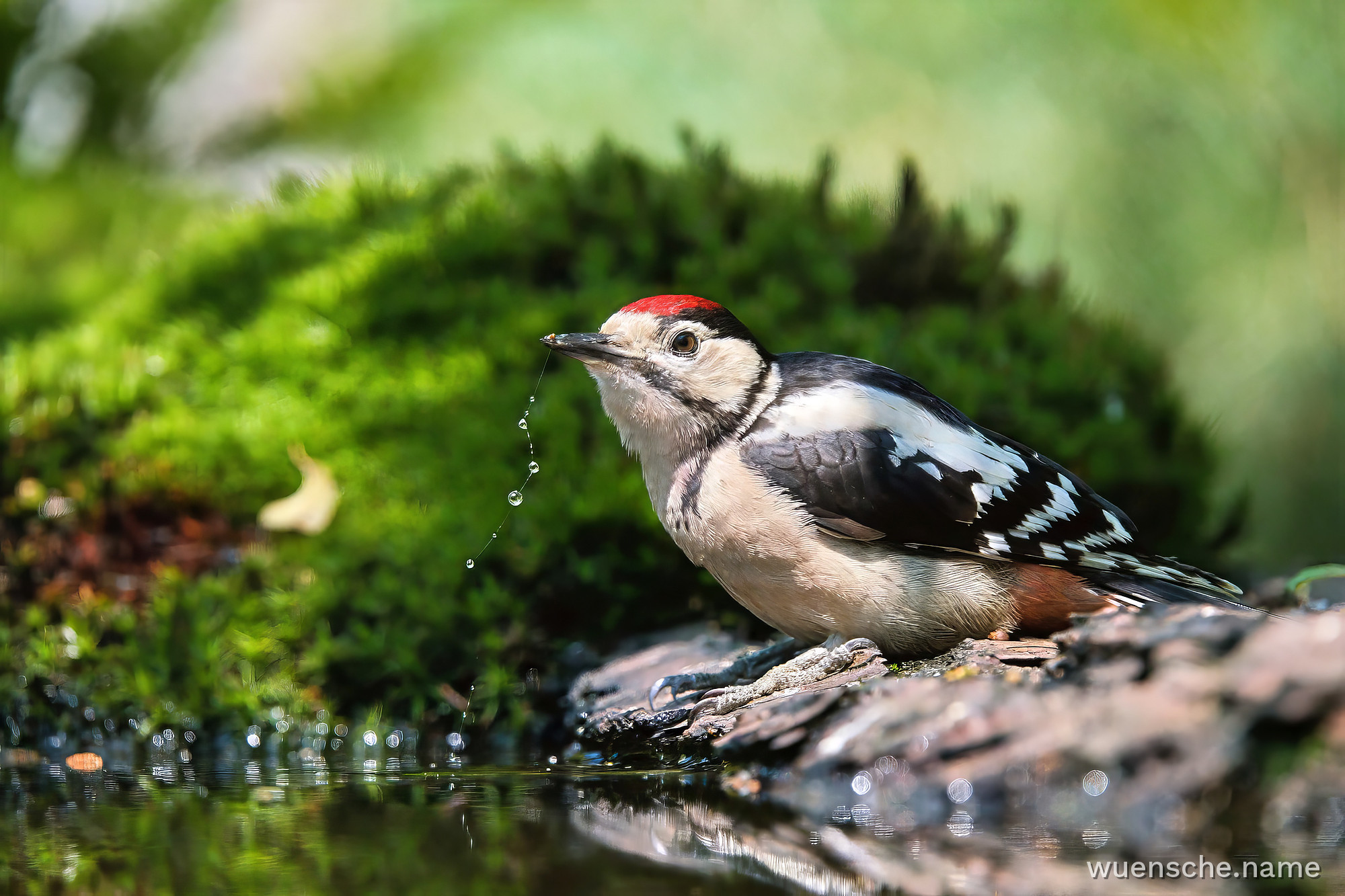 juvenile