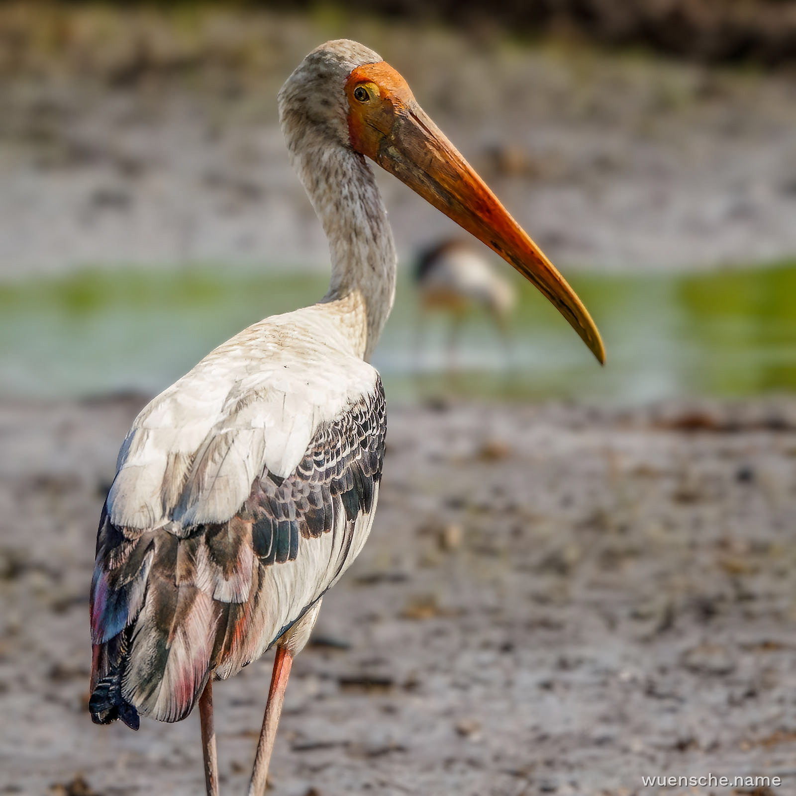 Buntstorch