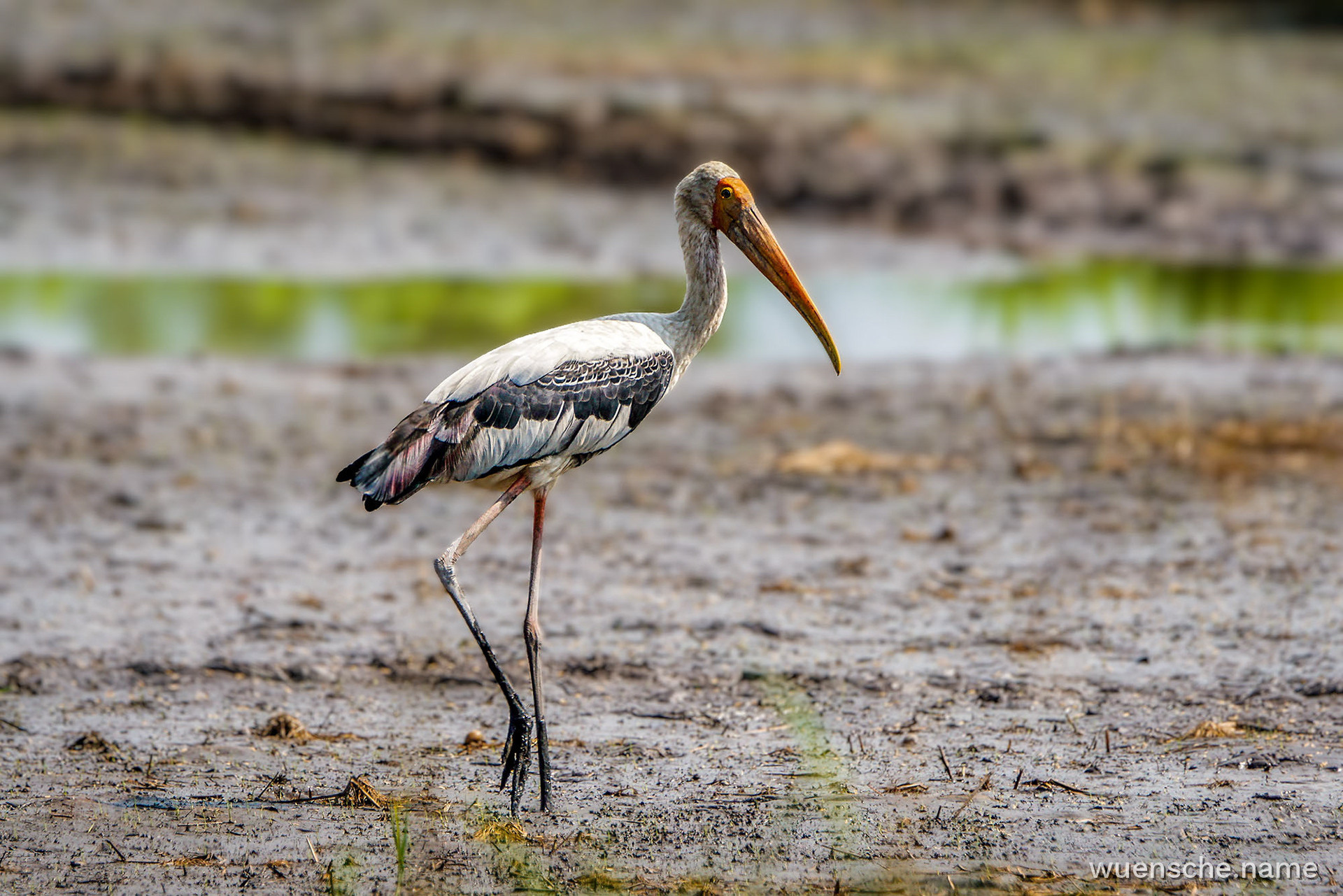 Buntstorch