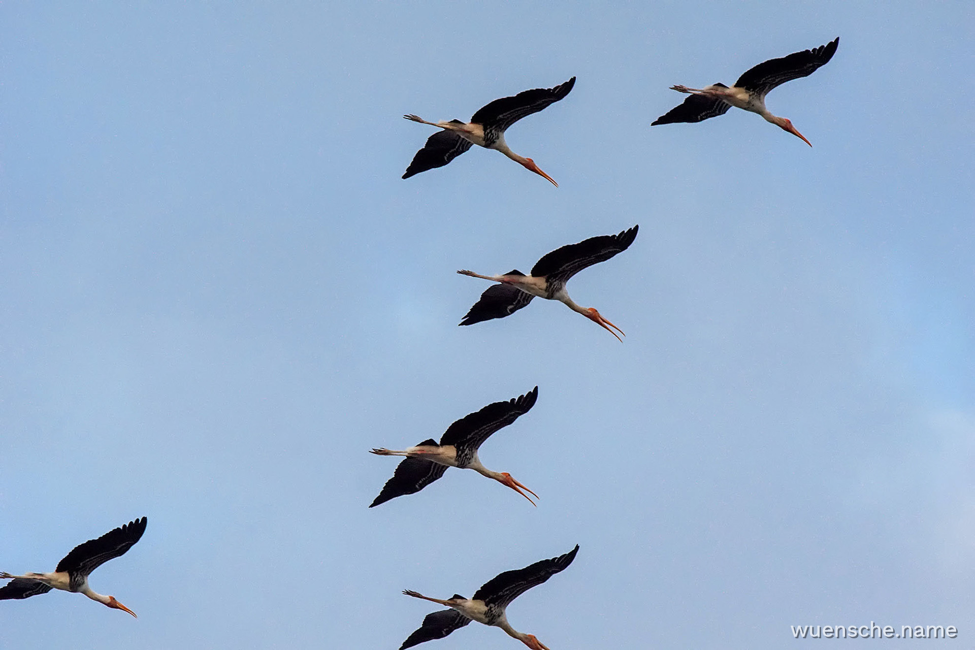 Buntstorch