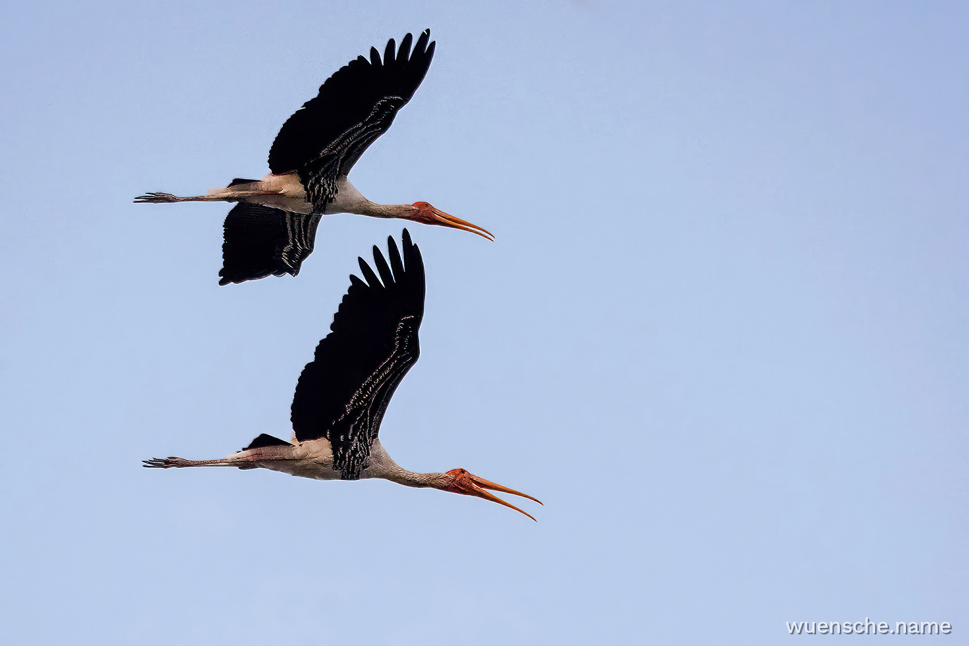Buntstorch