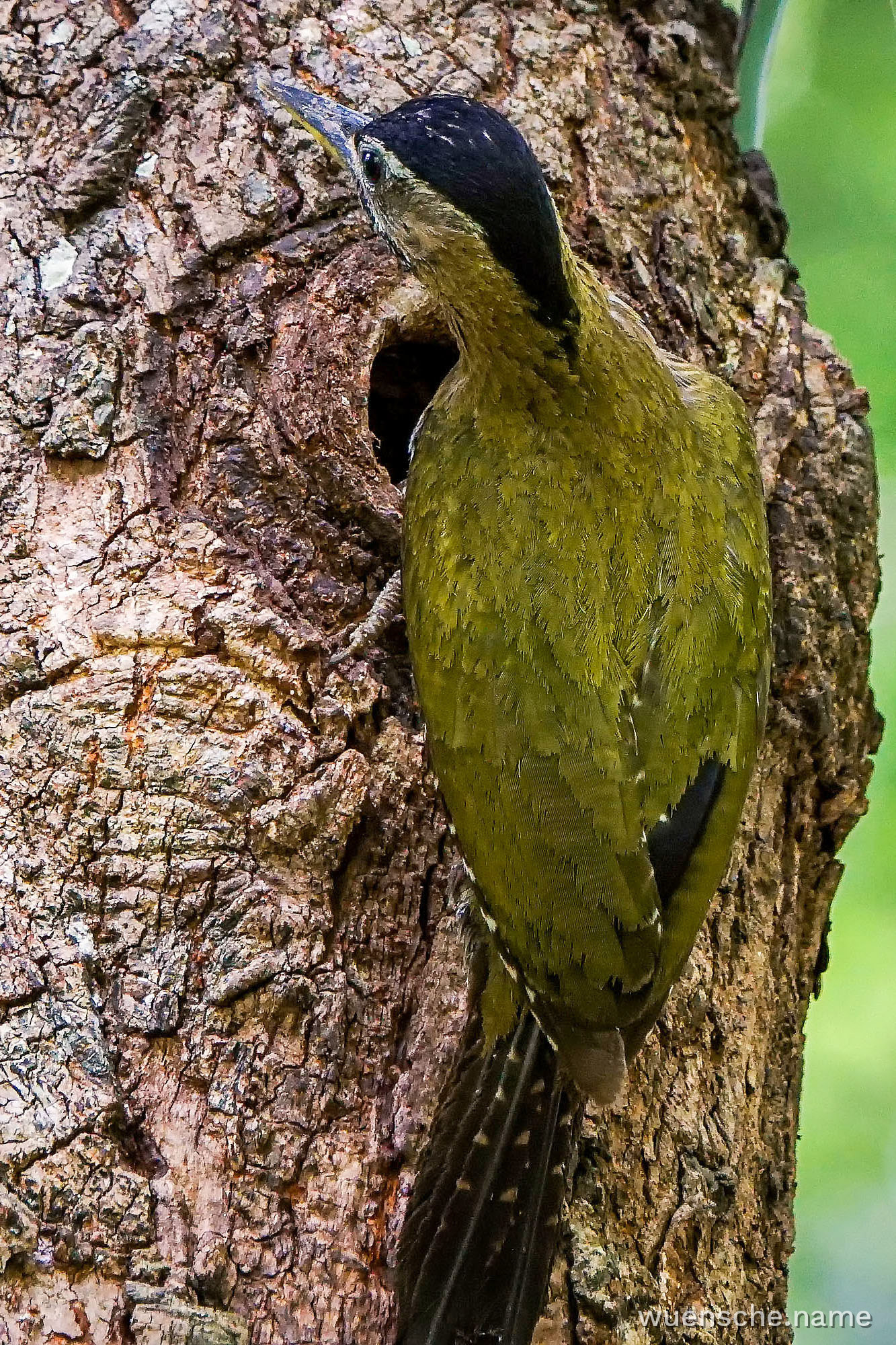 female