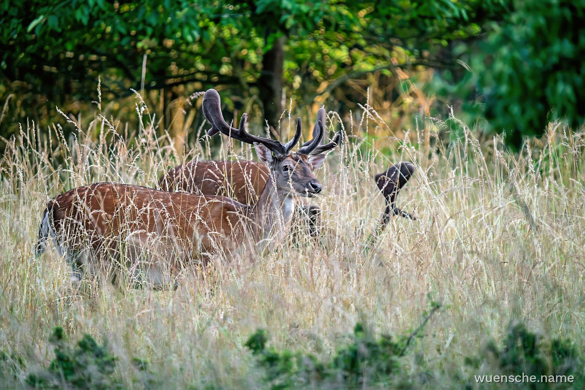 Damhirsch