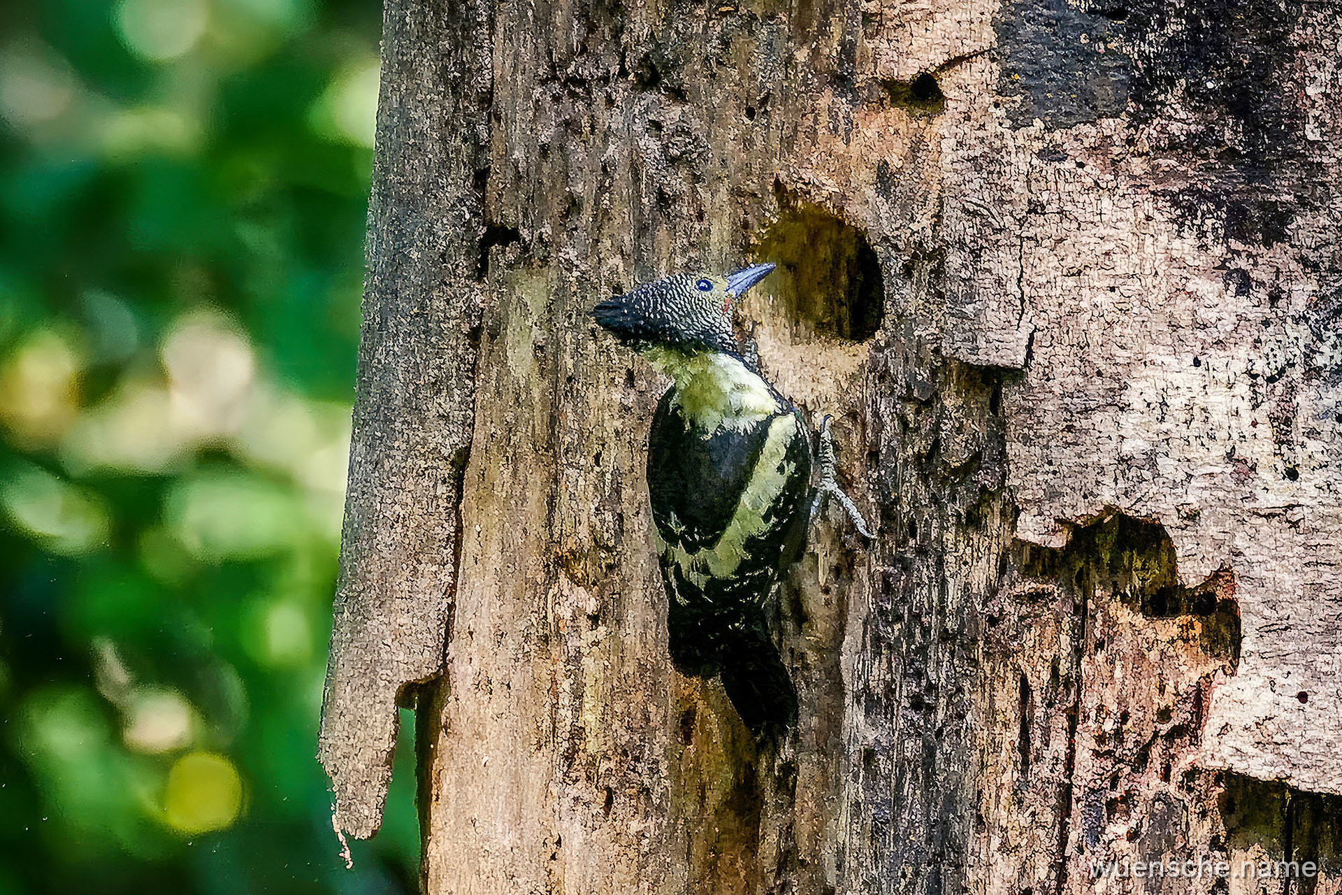 male
