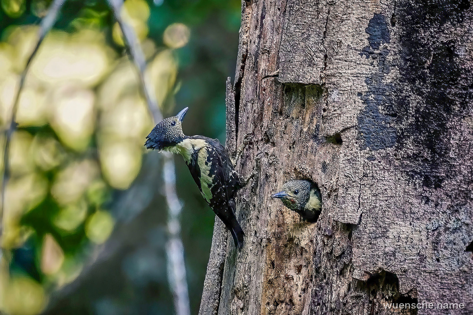 male & female