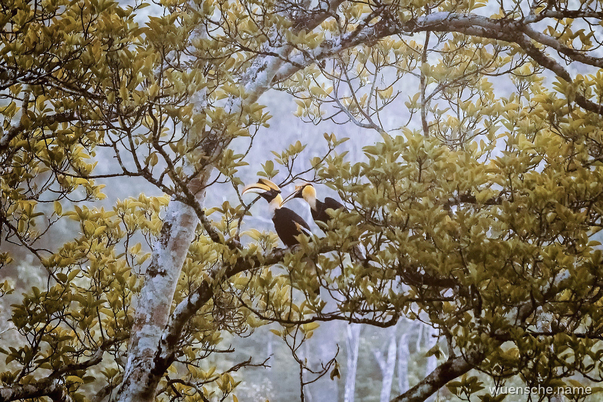 Doppelhornvogel