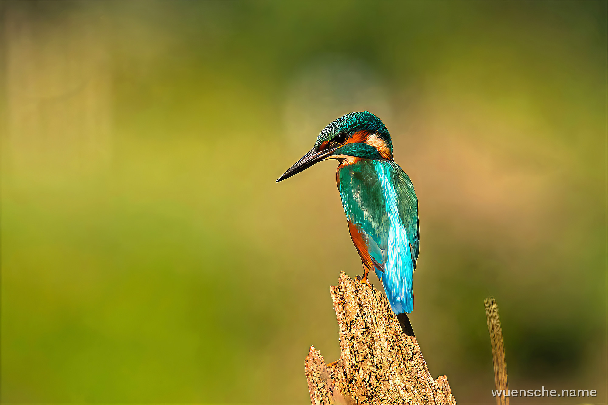 Eisvogel, Wiedehopf & Bienenfresser