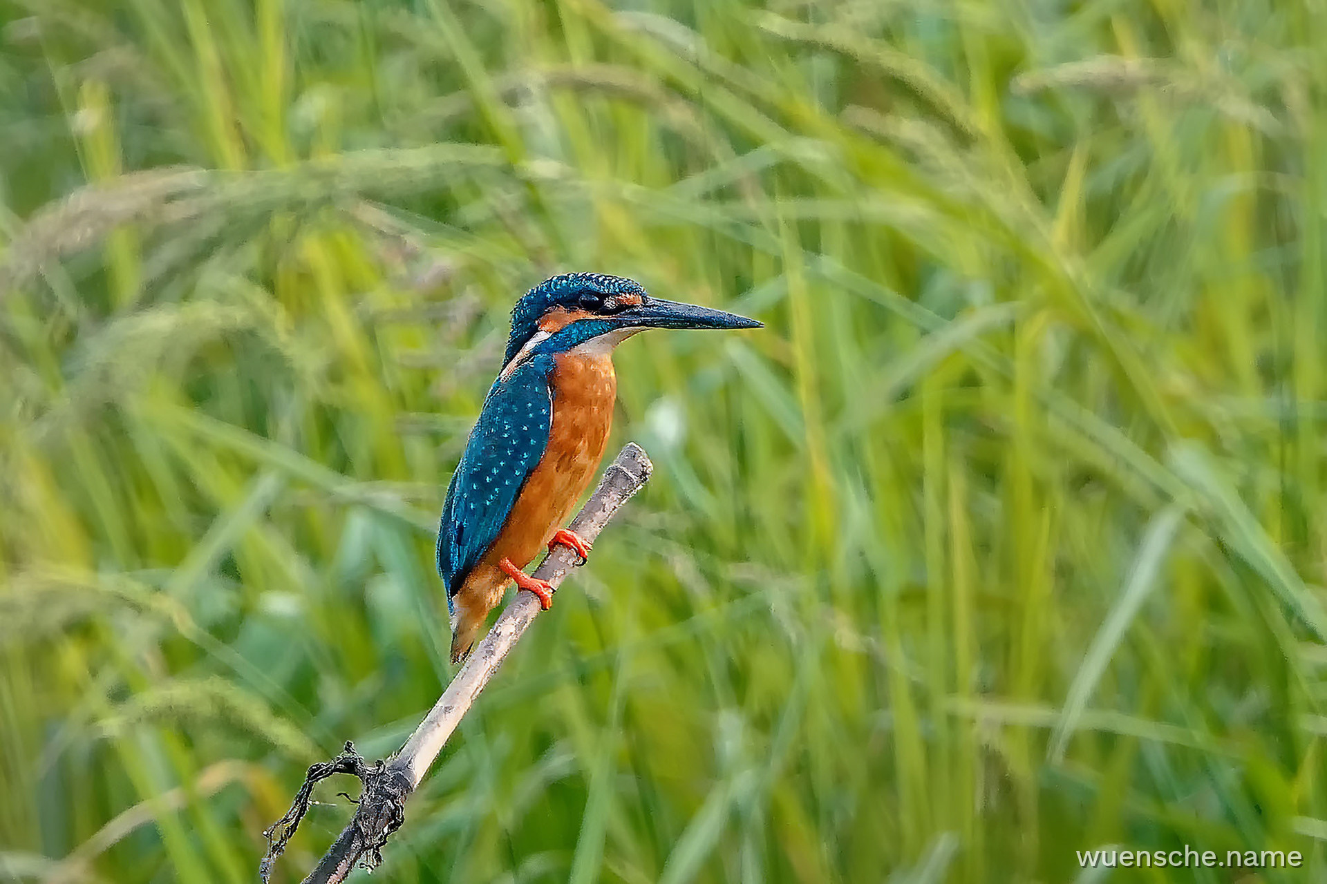 Eisvogel