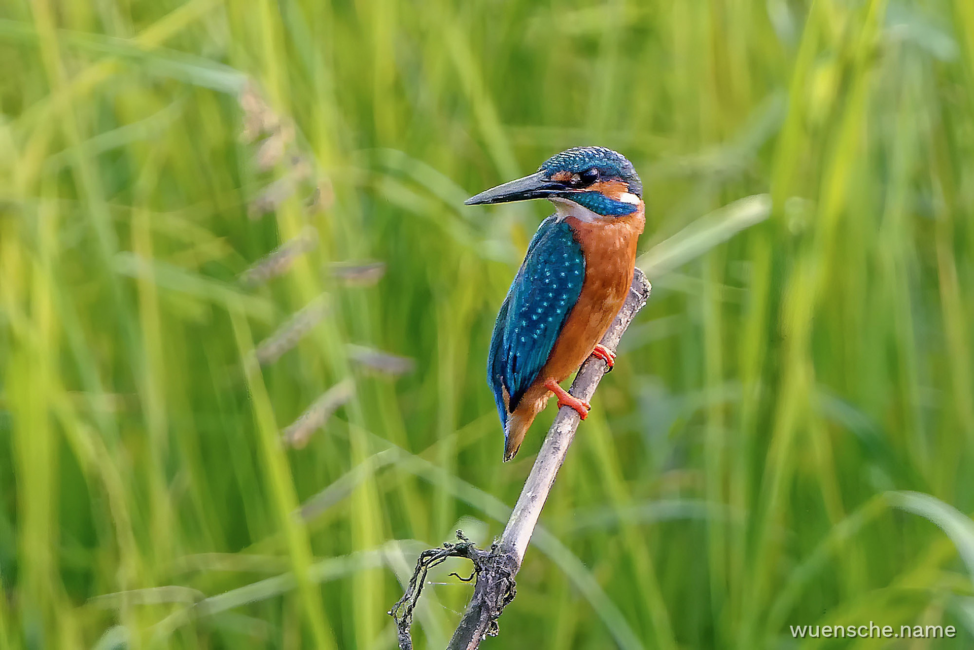 Eisvogel