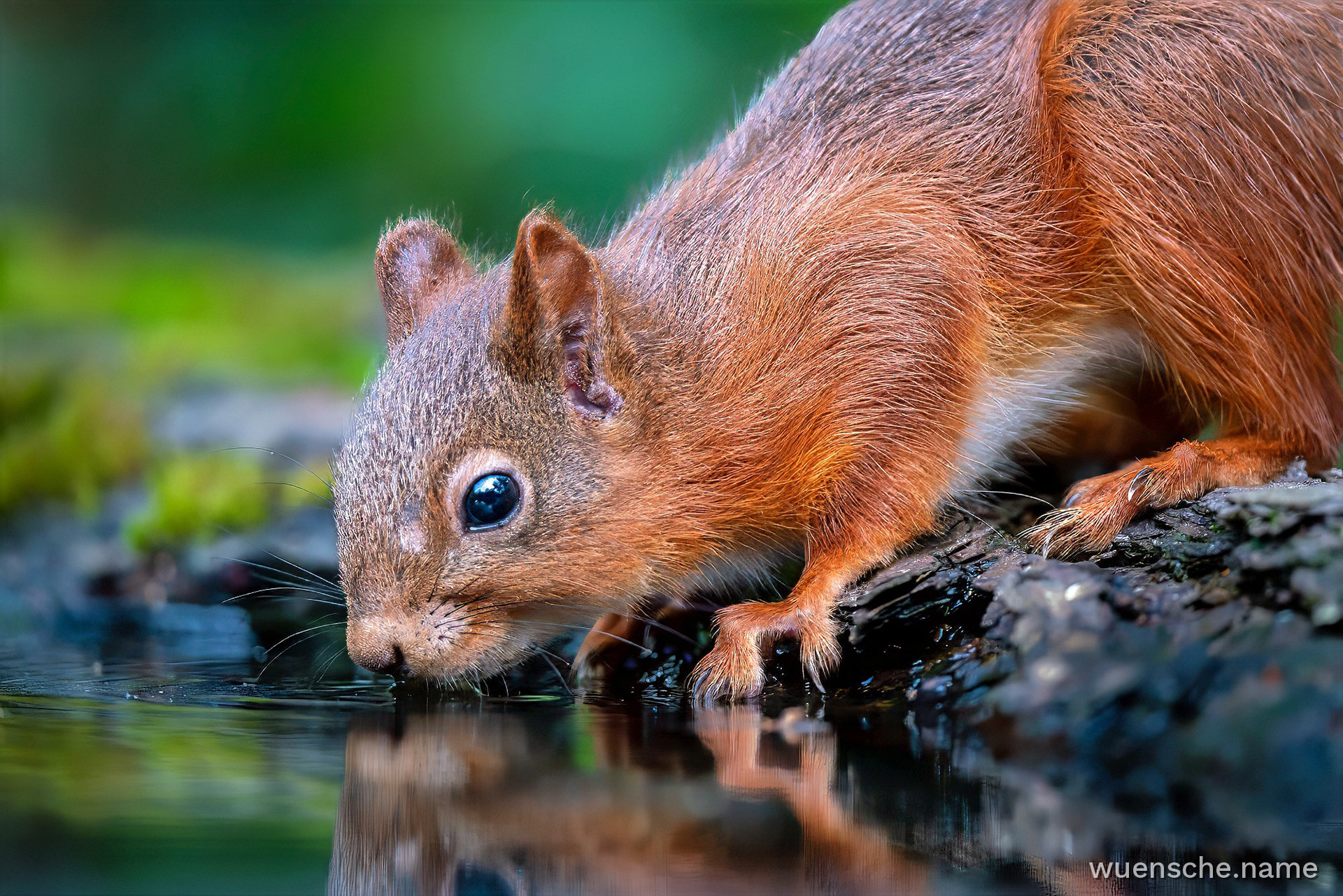 Eurasisches Eichhörnchen