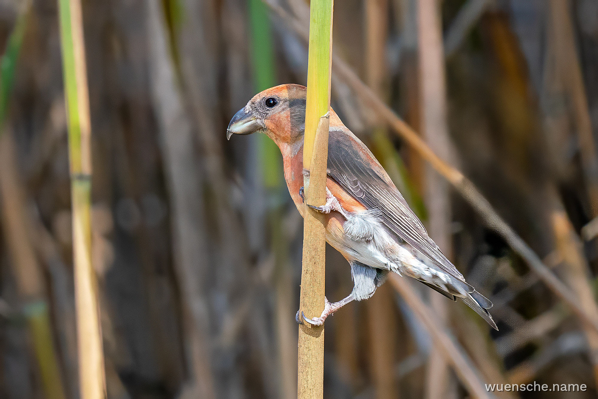 male
