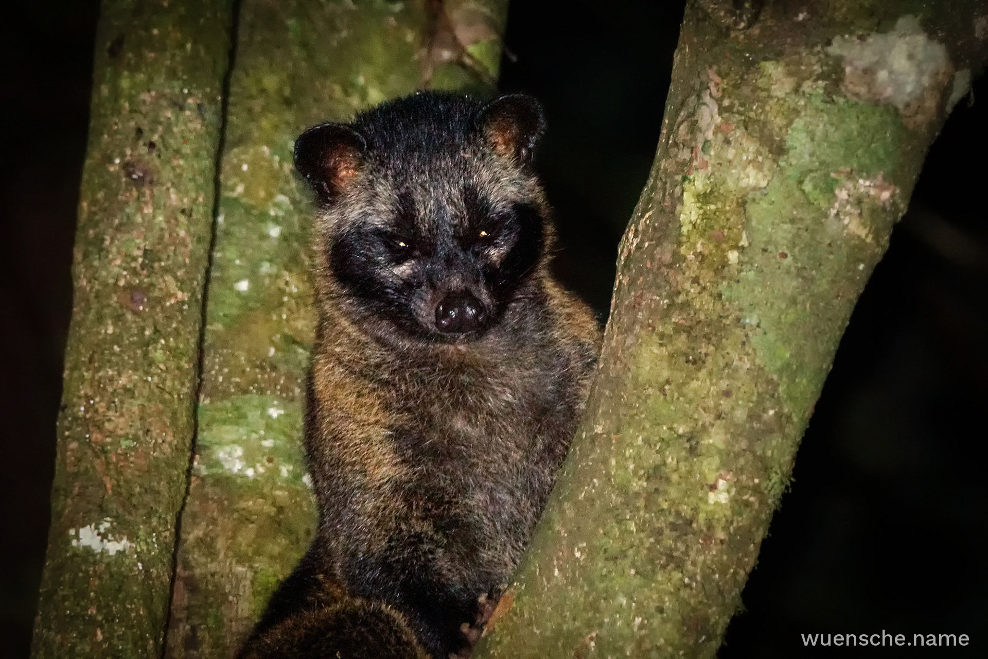 Fleckenmusang