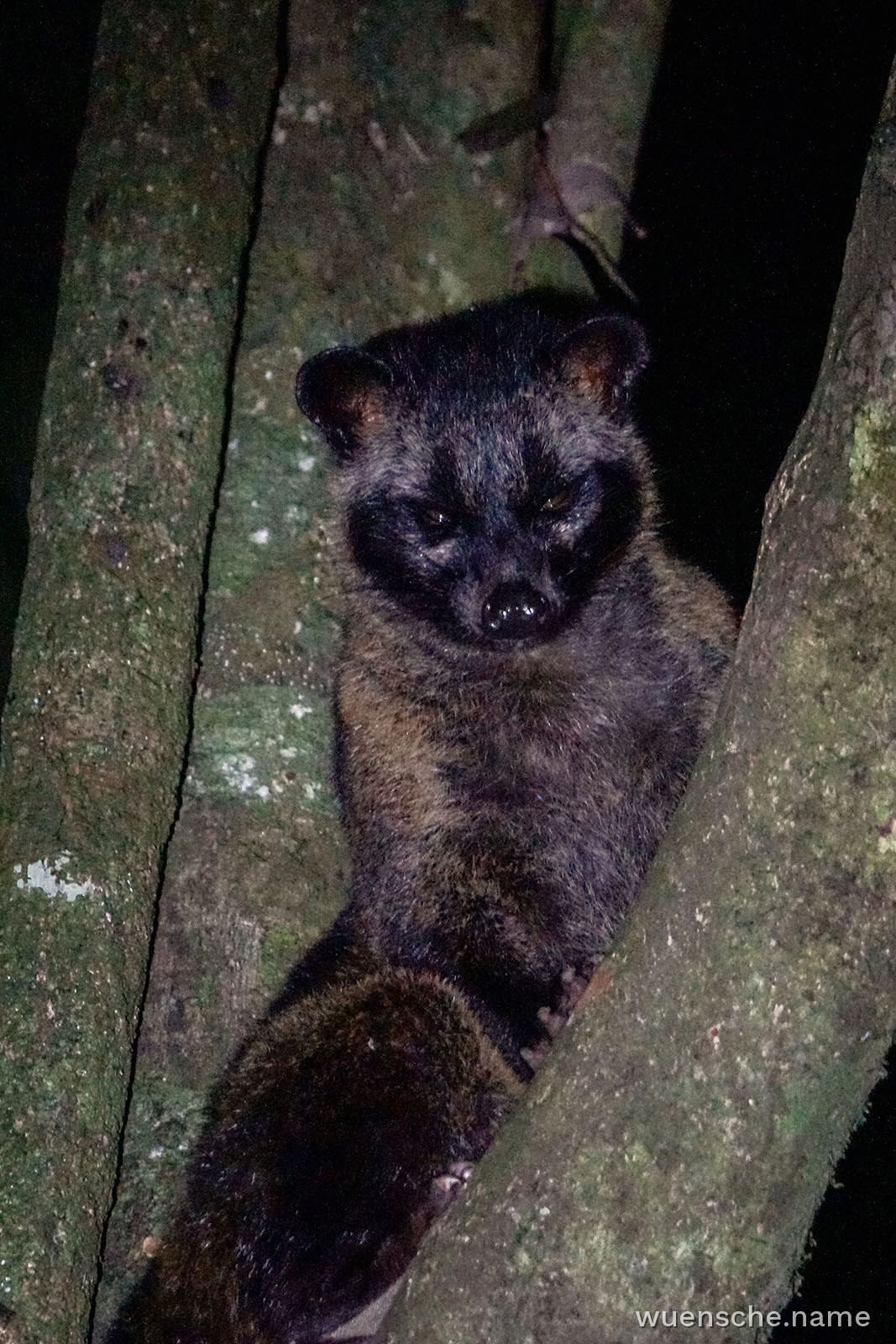 Fleckenmusang