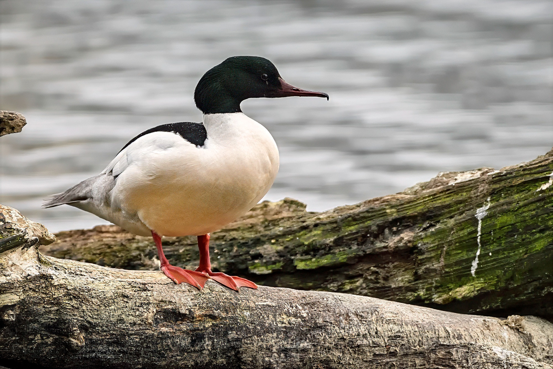 male