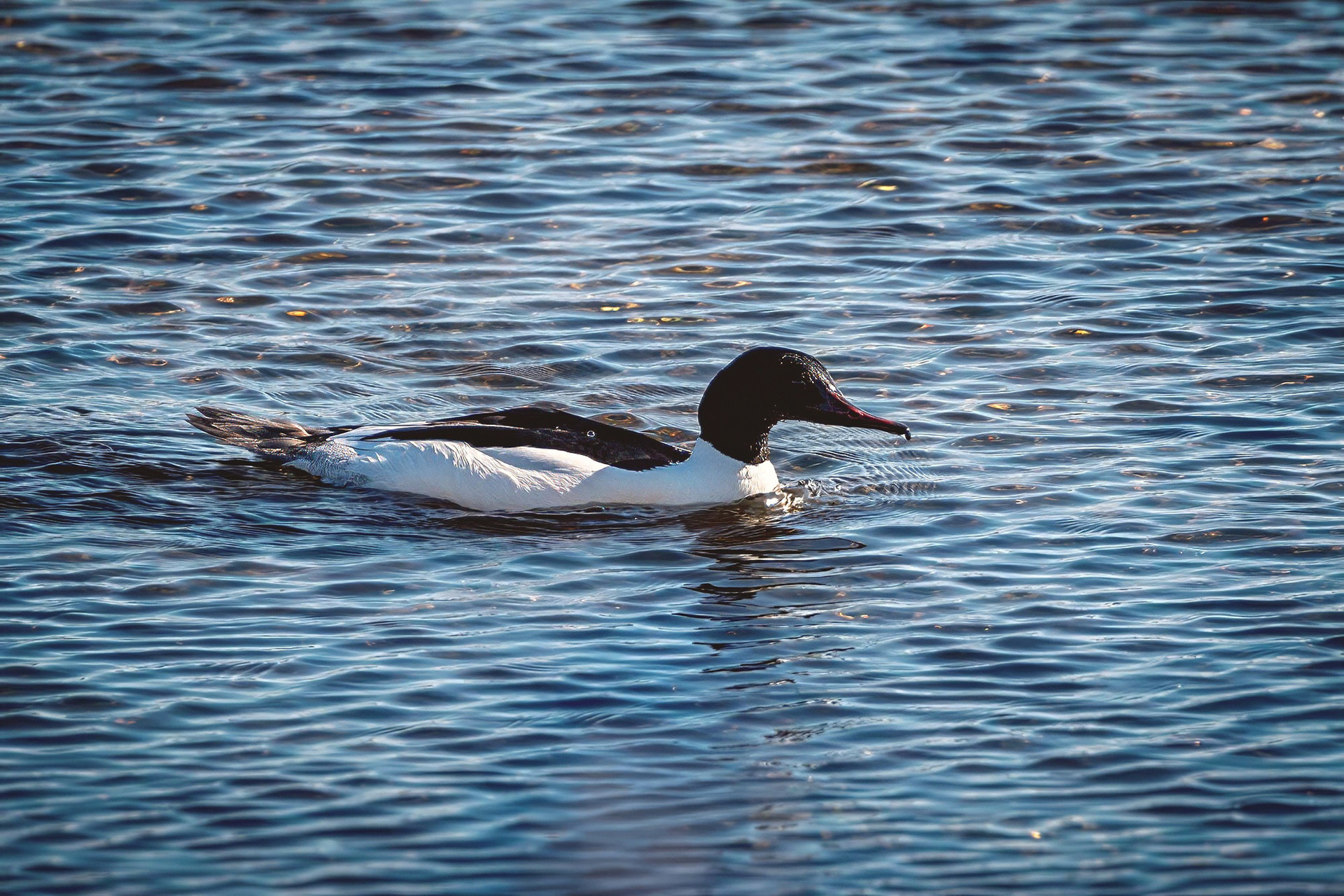 male