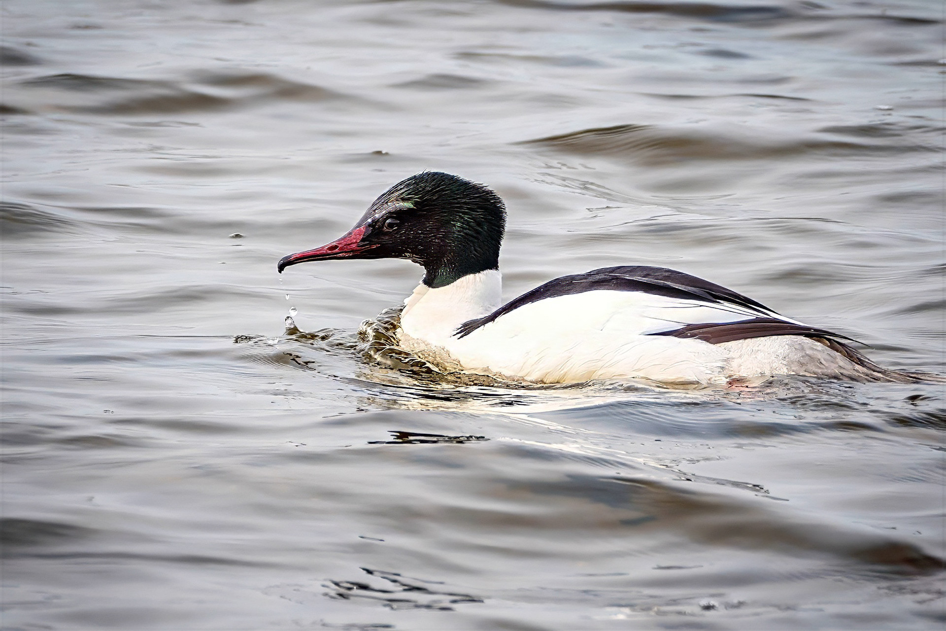 male