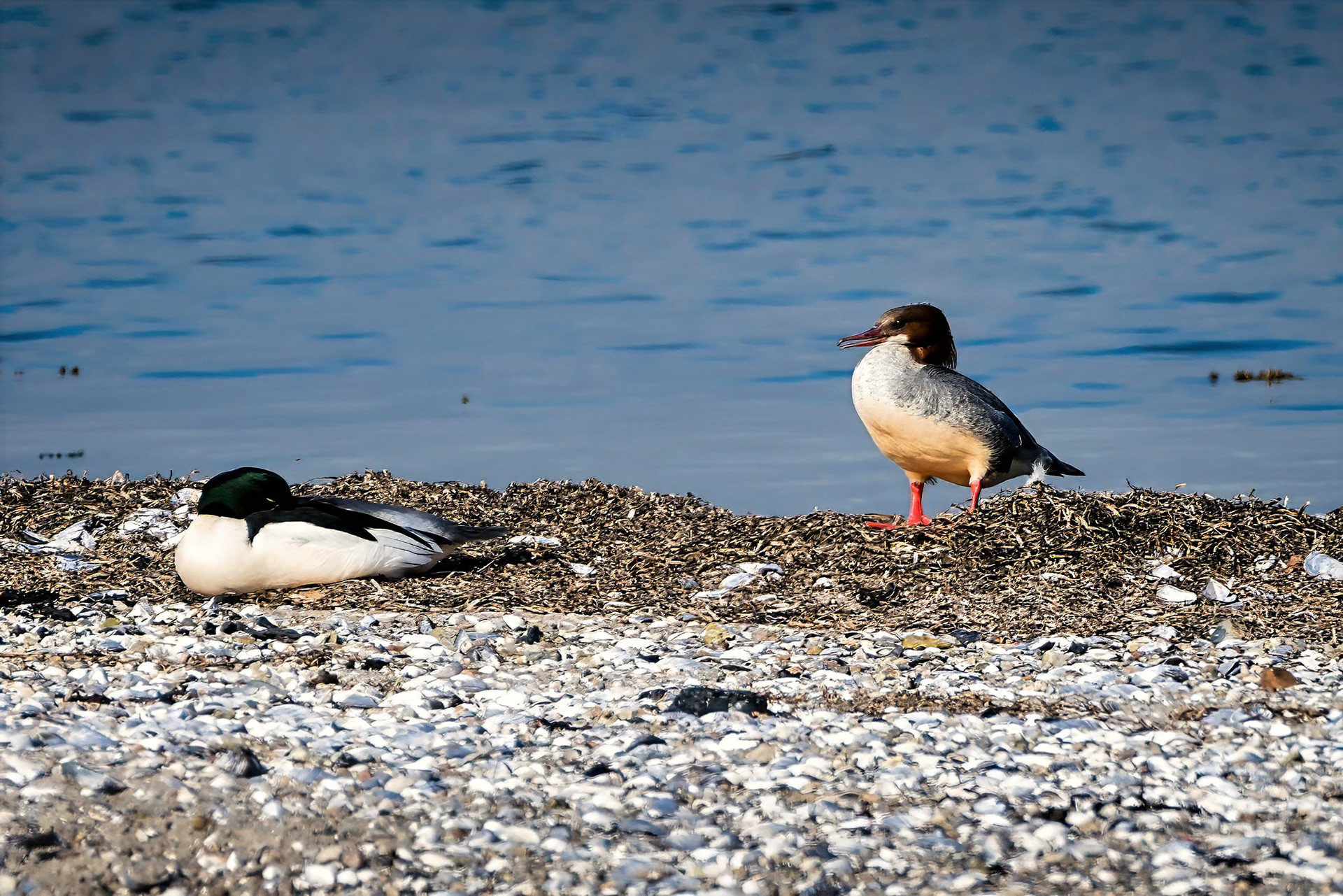 male & female