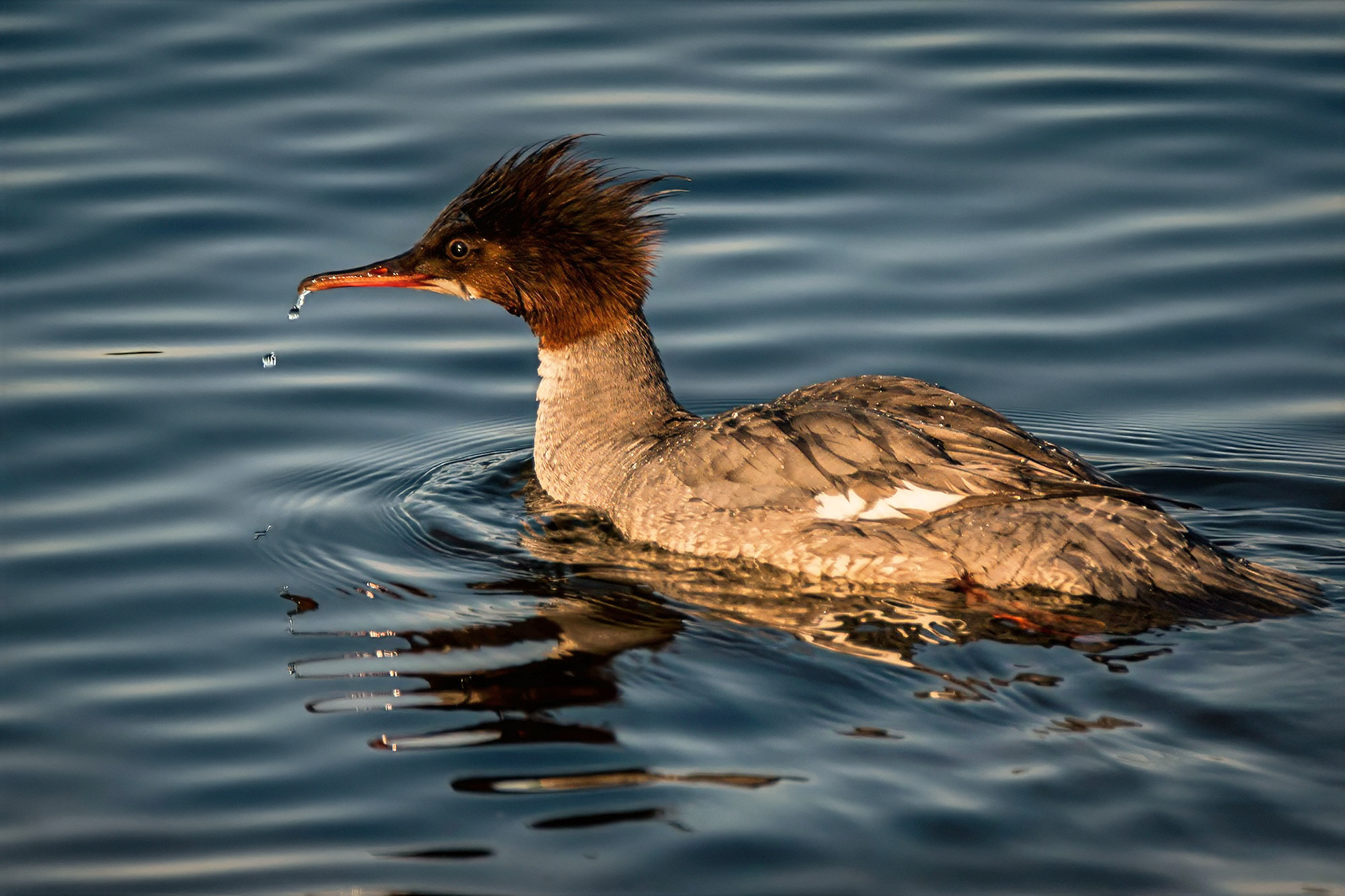 female