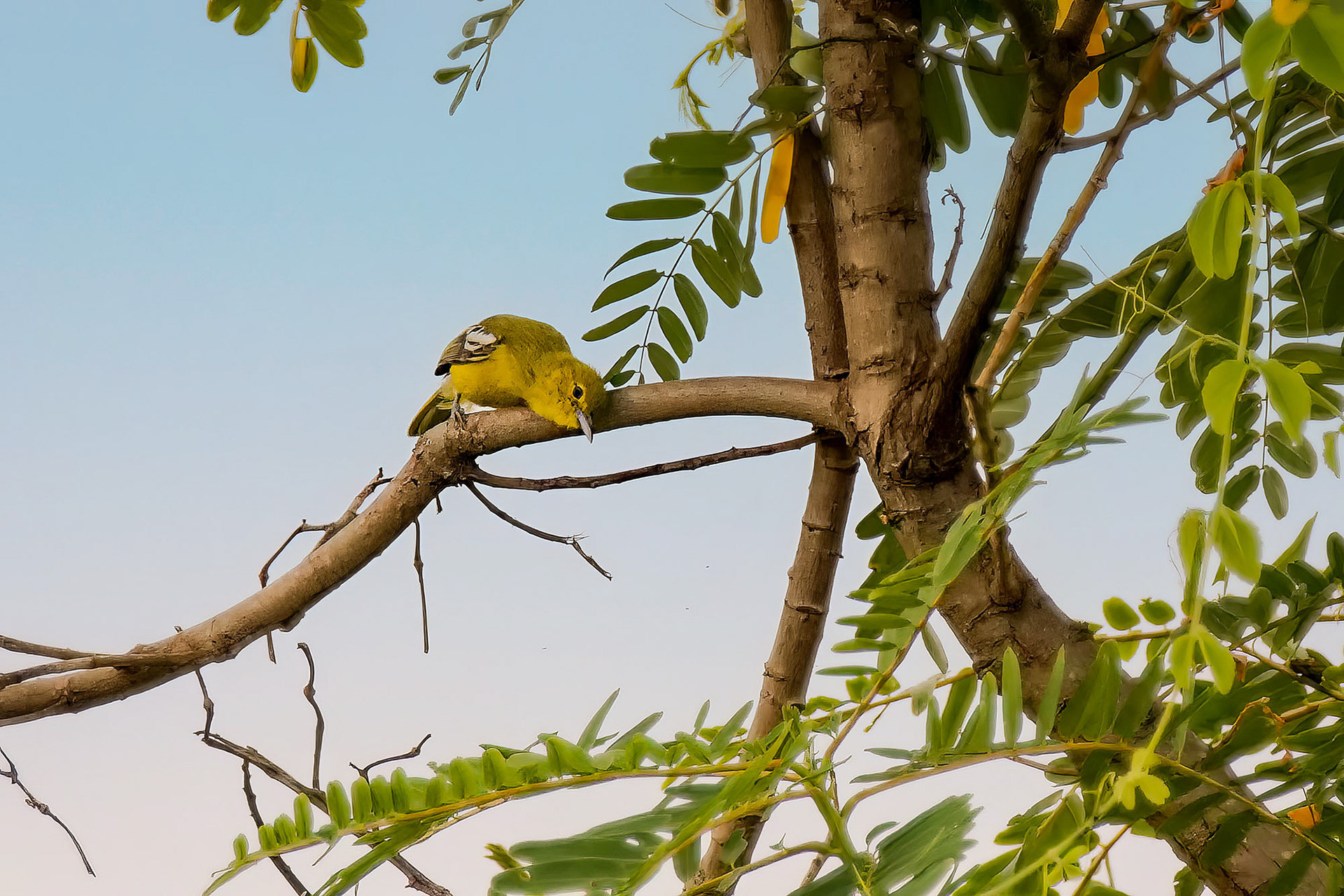 Garteniora