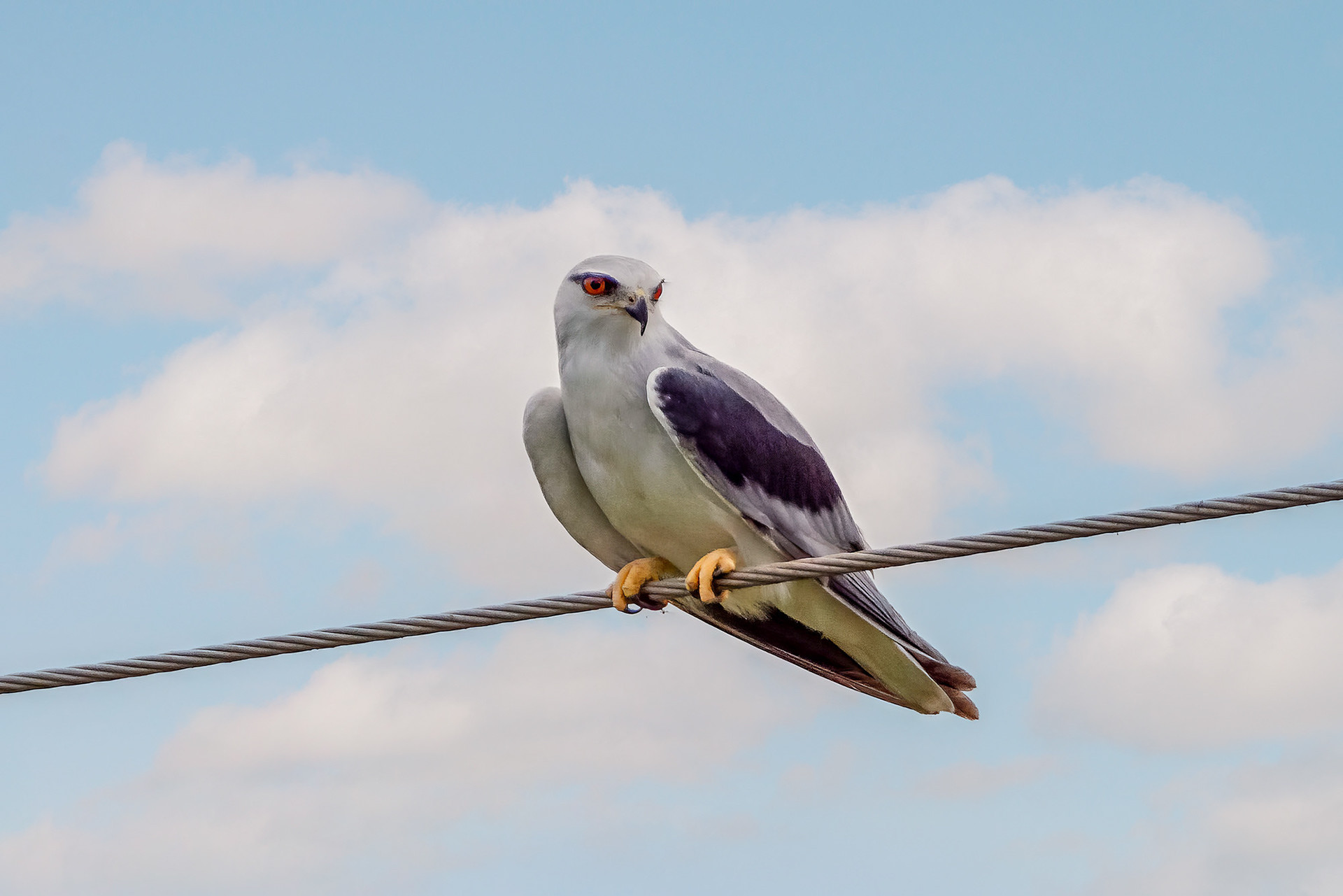 Gleitaar