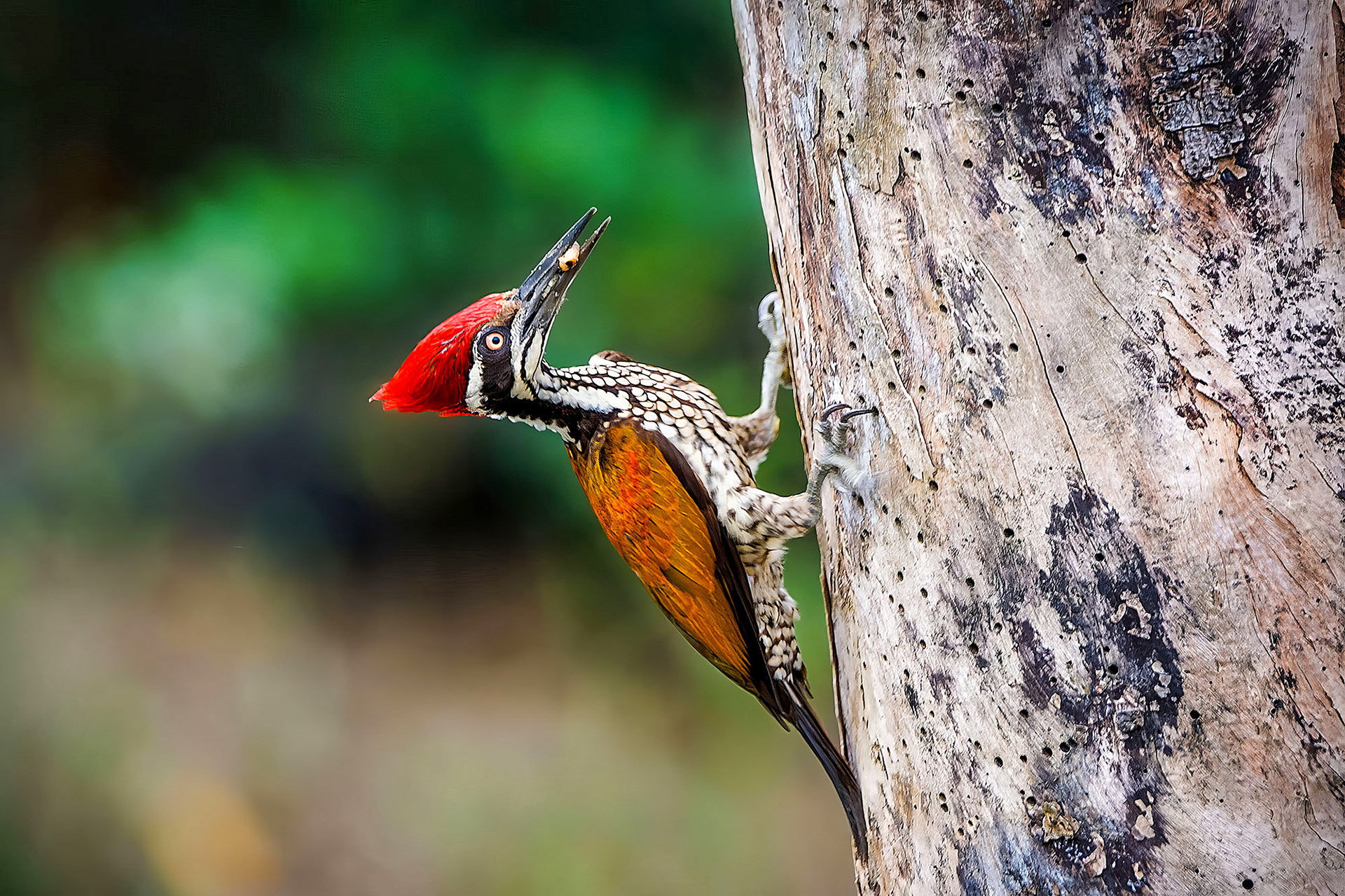 male