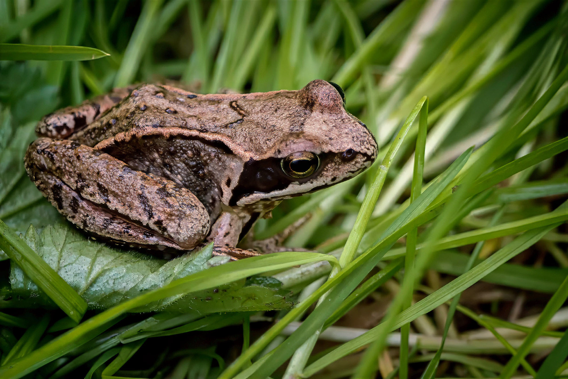 Grasfrosch