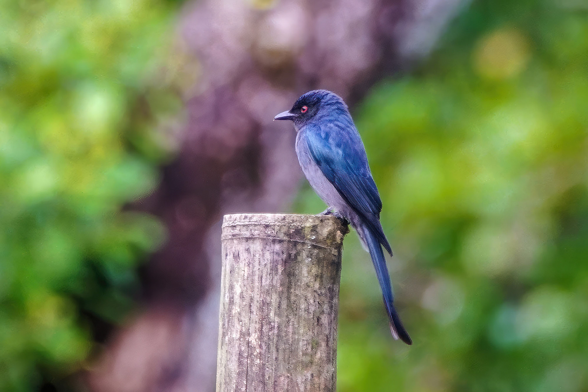 Graudrongo (longicaudatus)