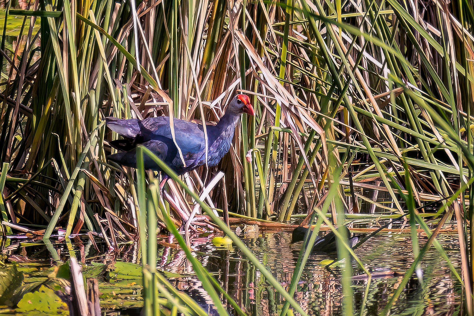 Graukopf-Purpurhuhn