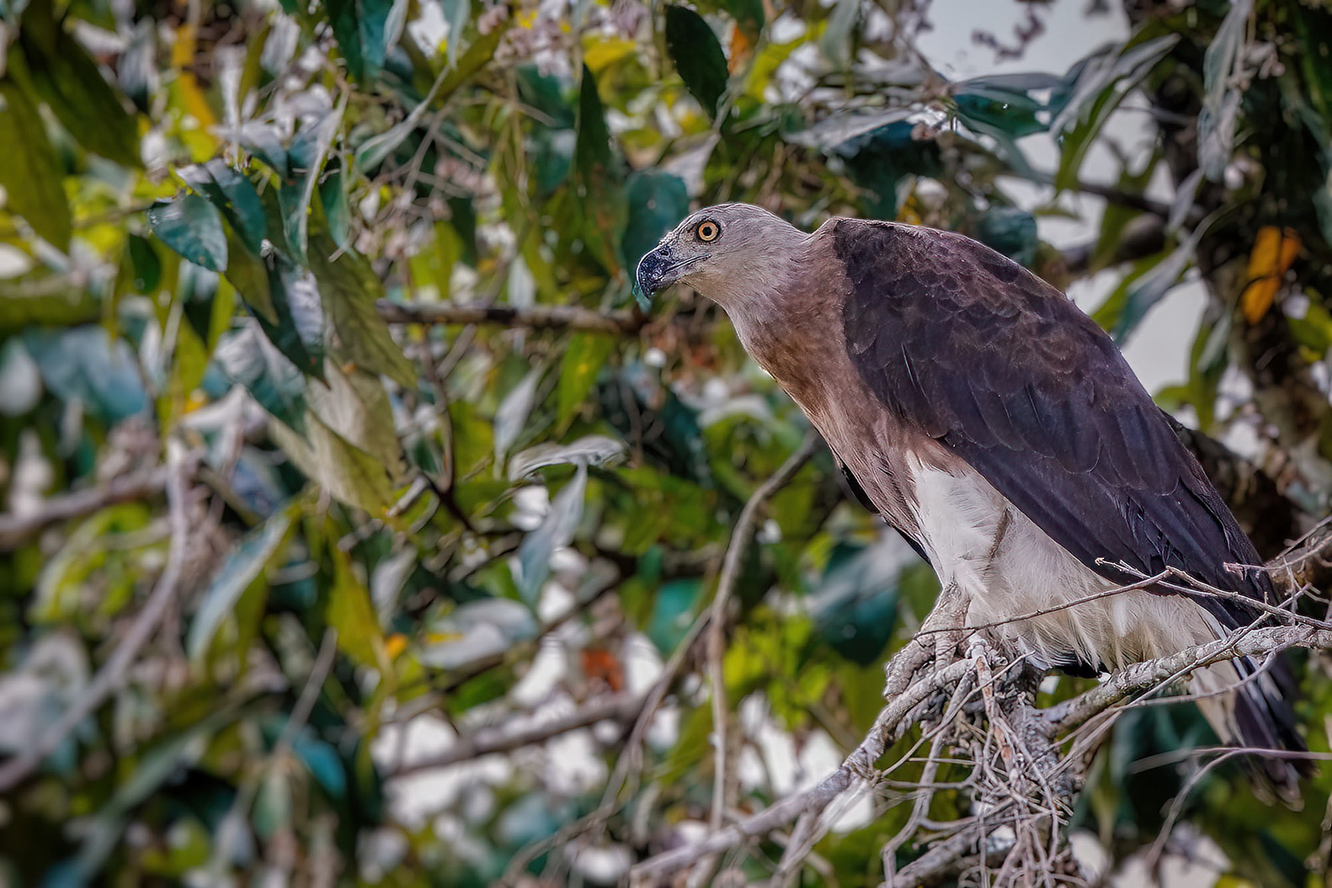 Graukopfseeadler