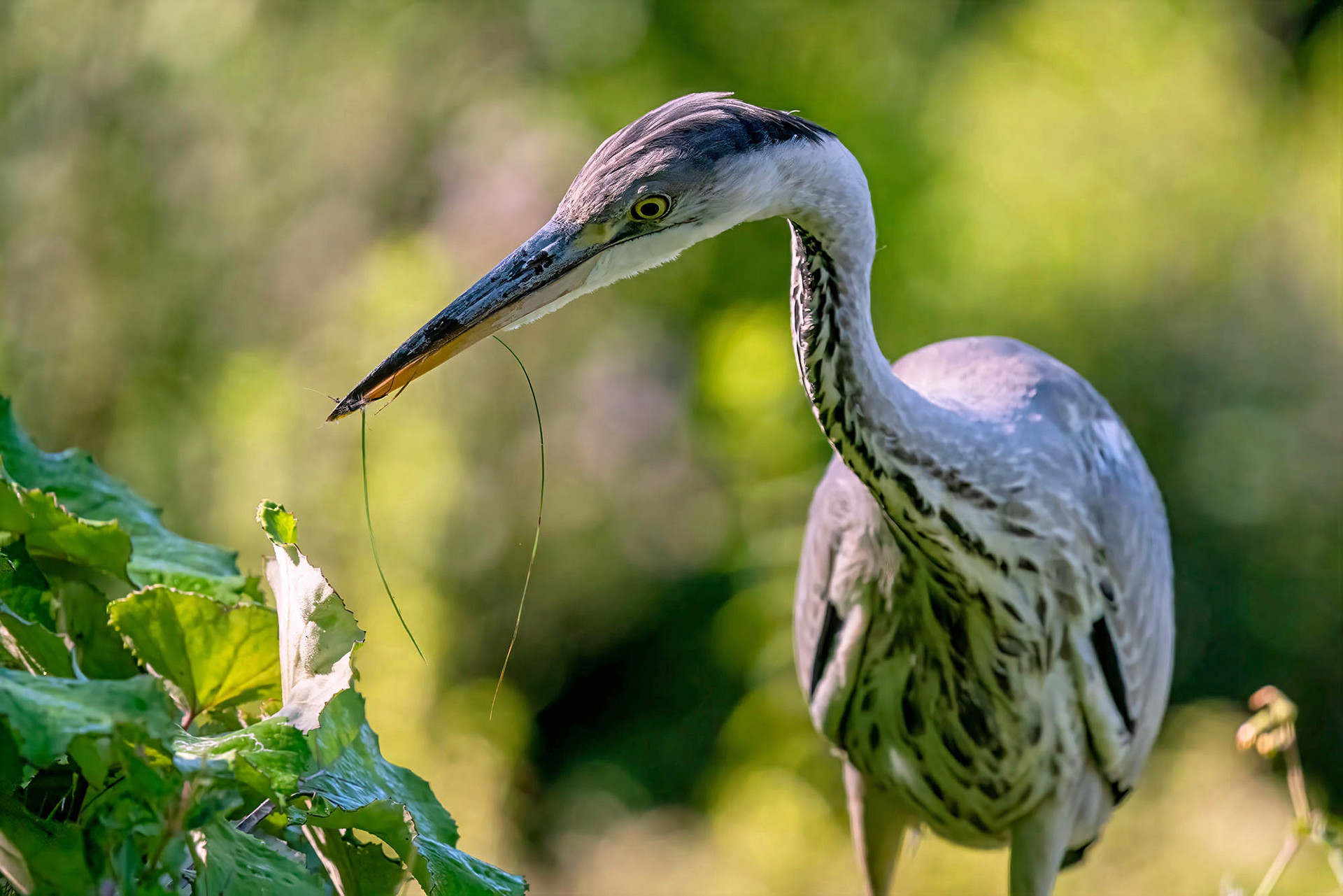 Graureiher