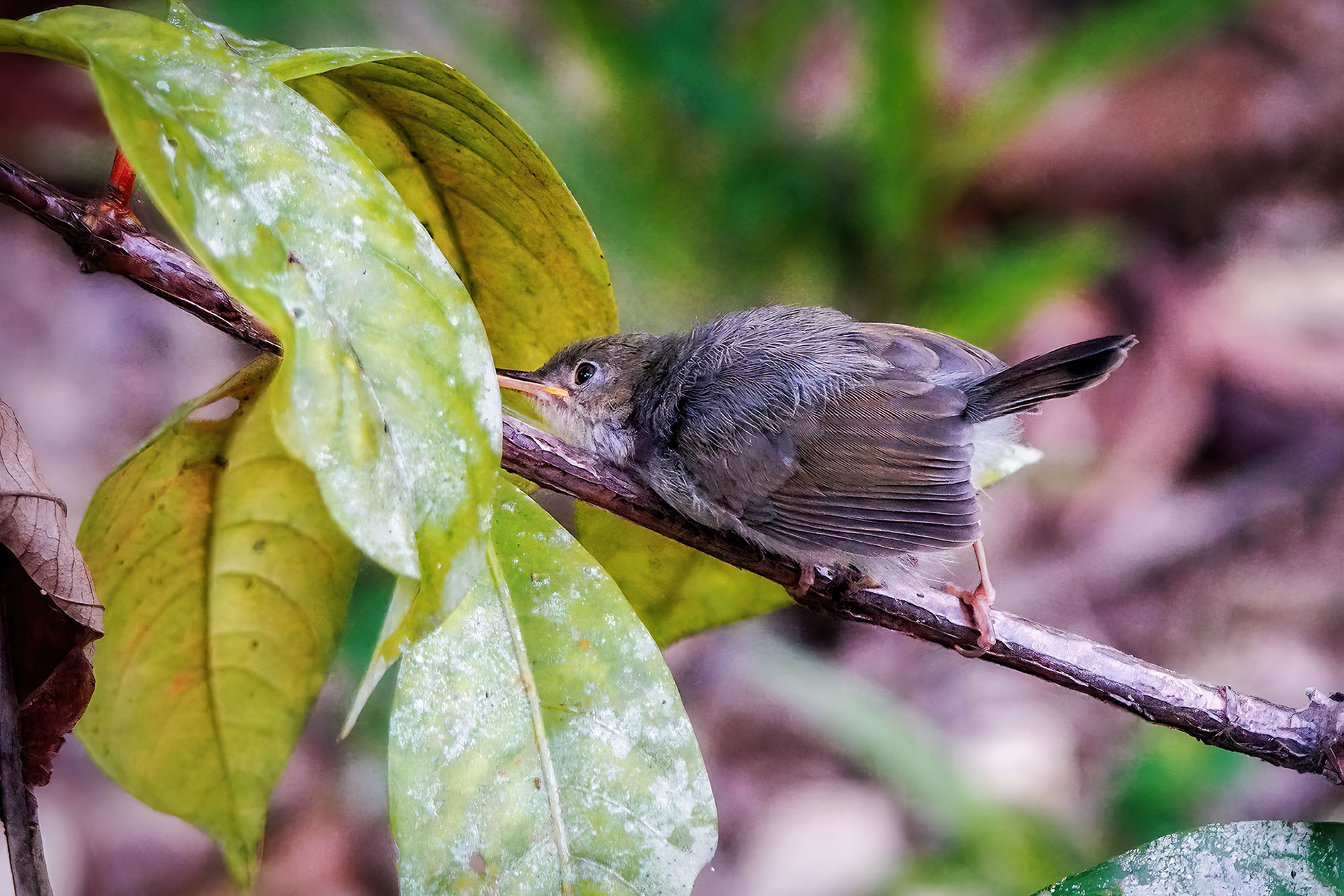 juvenile