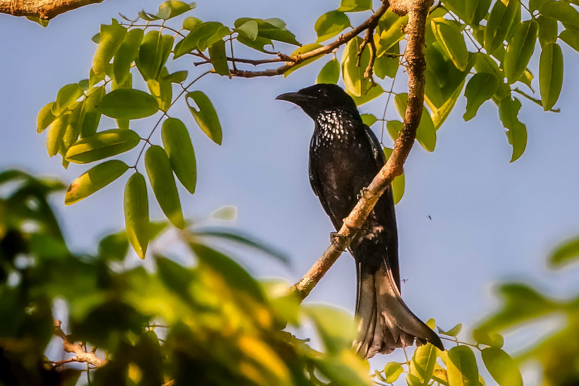 Haarbuschdrongo