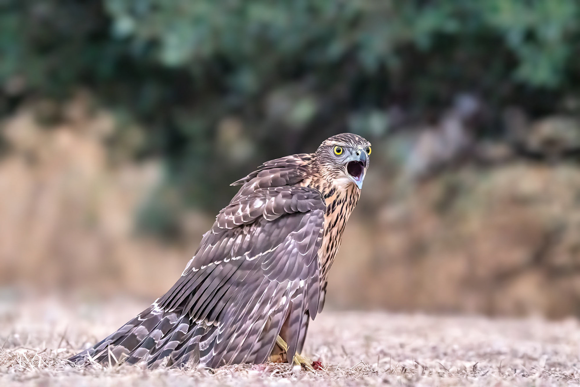 Nervös wacht er über seine Beute durch lautes Rufen und Manteln