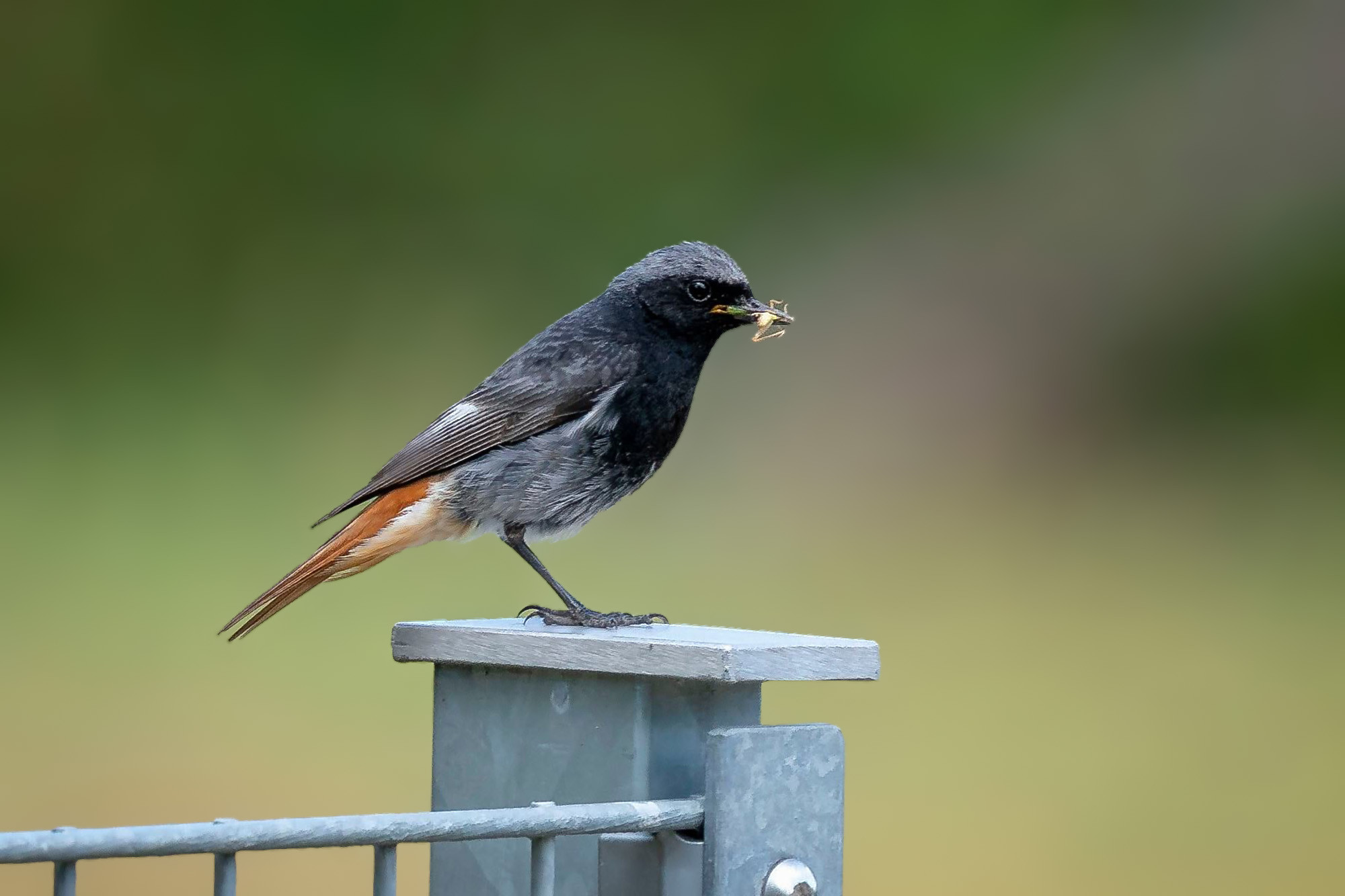 adult