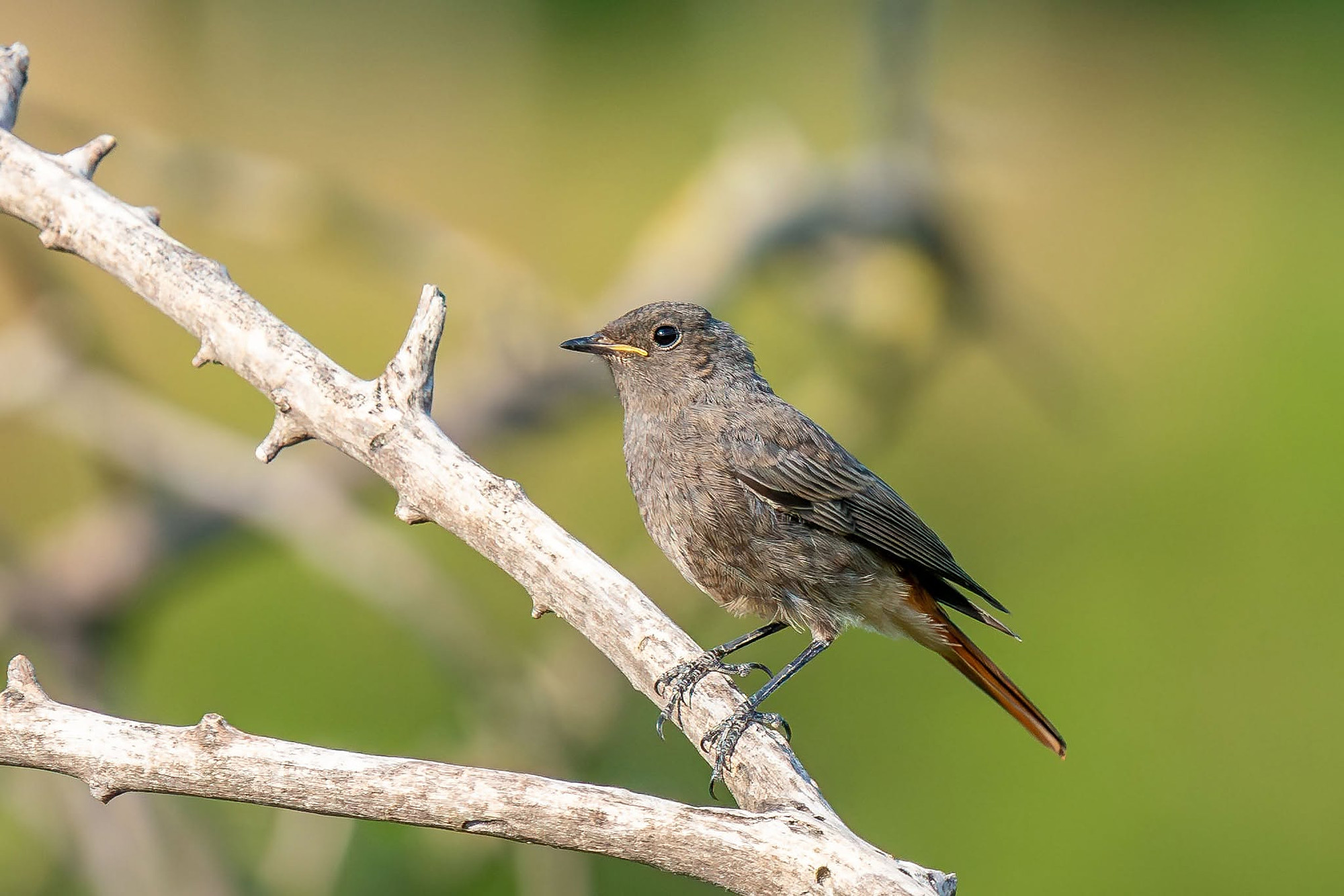 juvenile