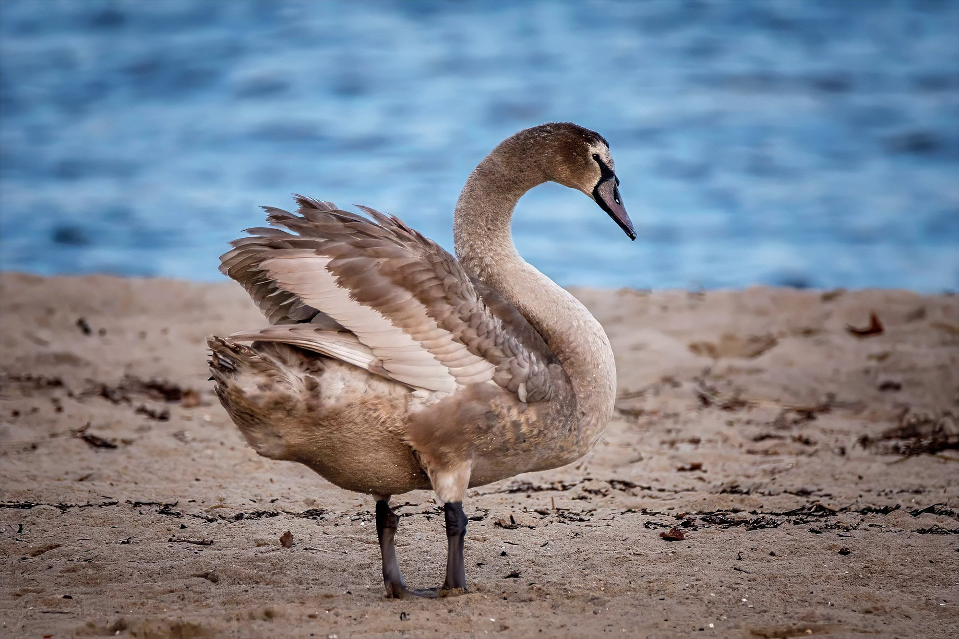 subadult
