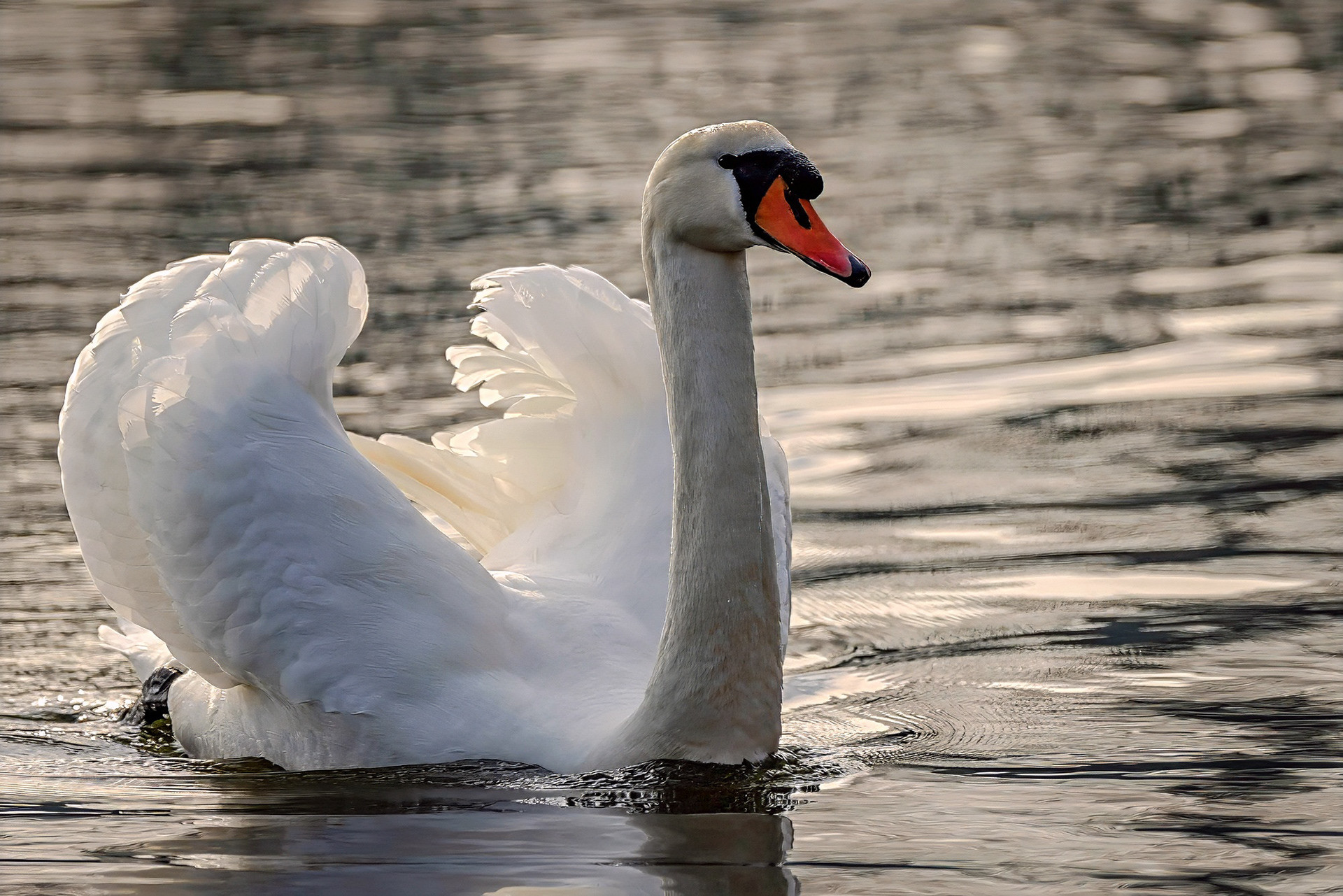 Höckerschwan