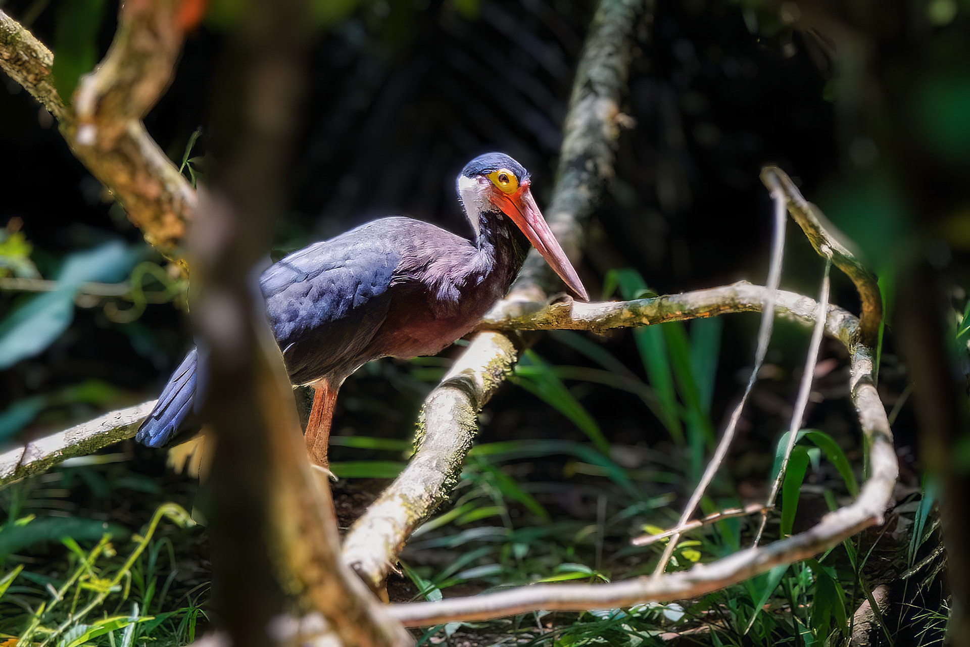 Höckerstorch