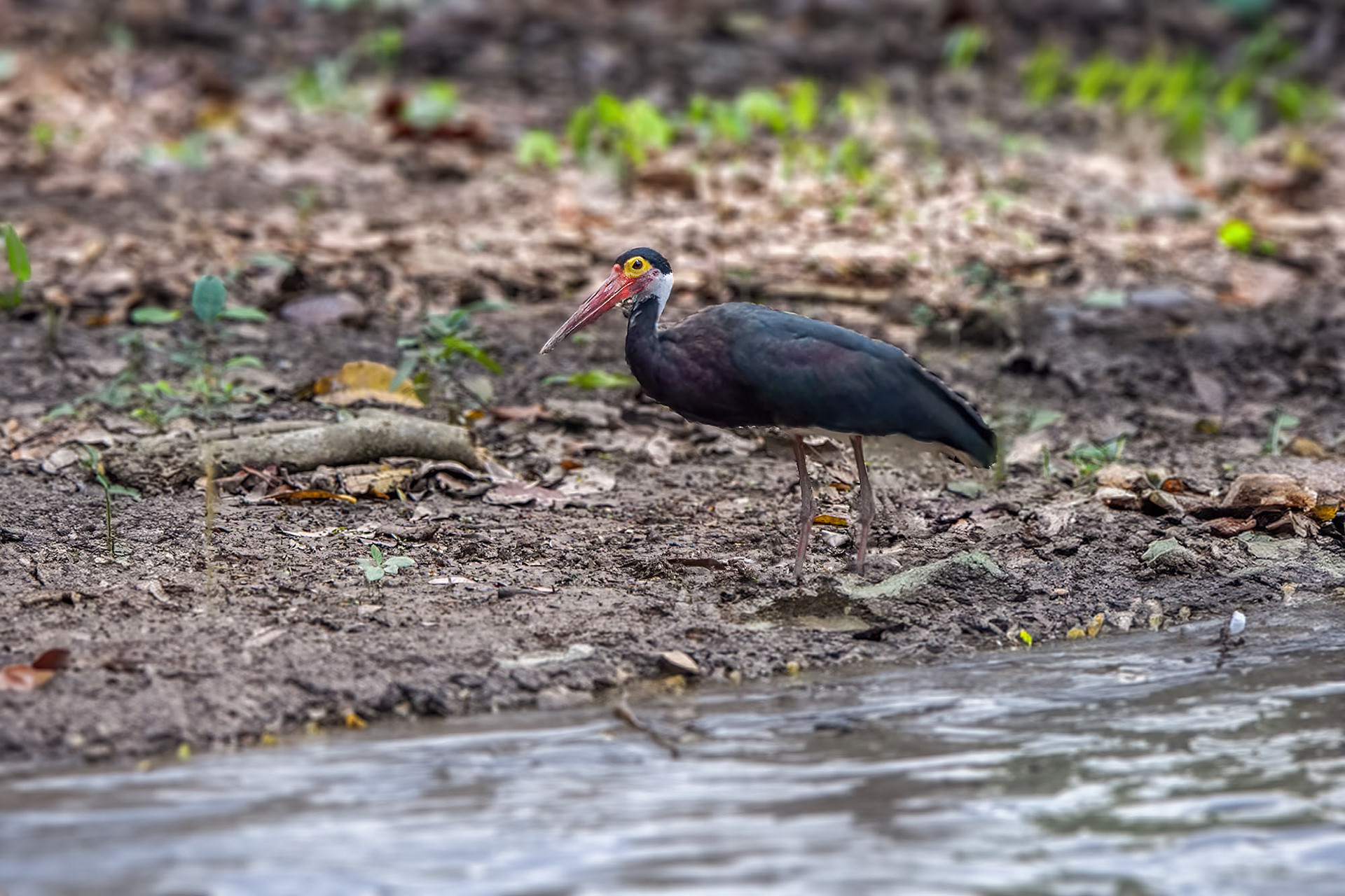 Höckerstorch