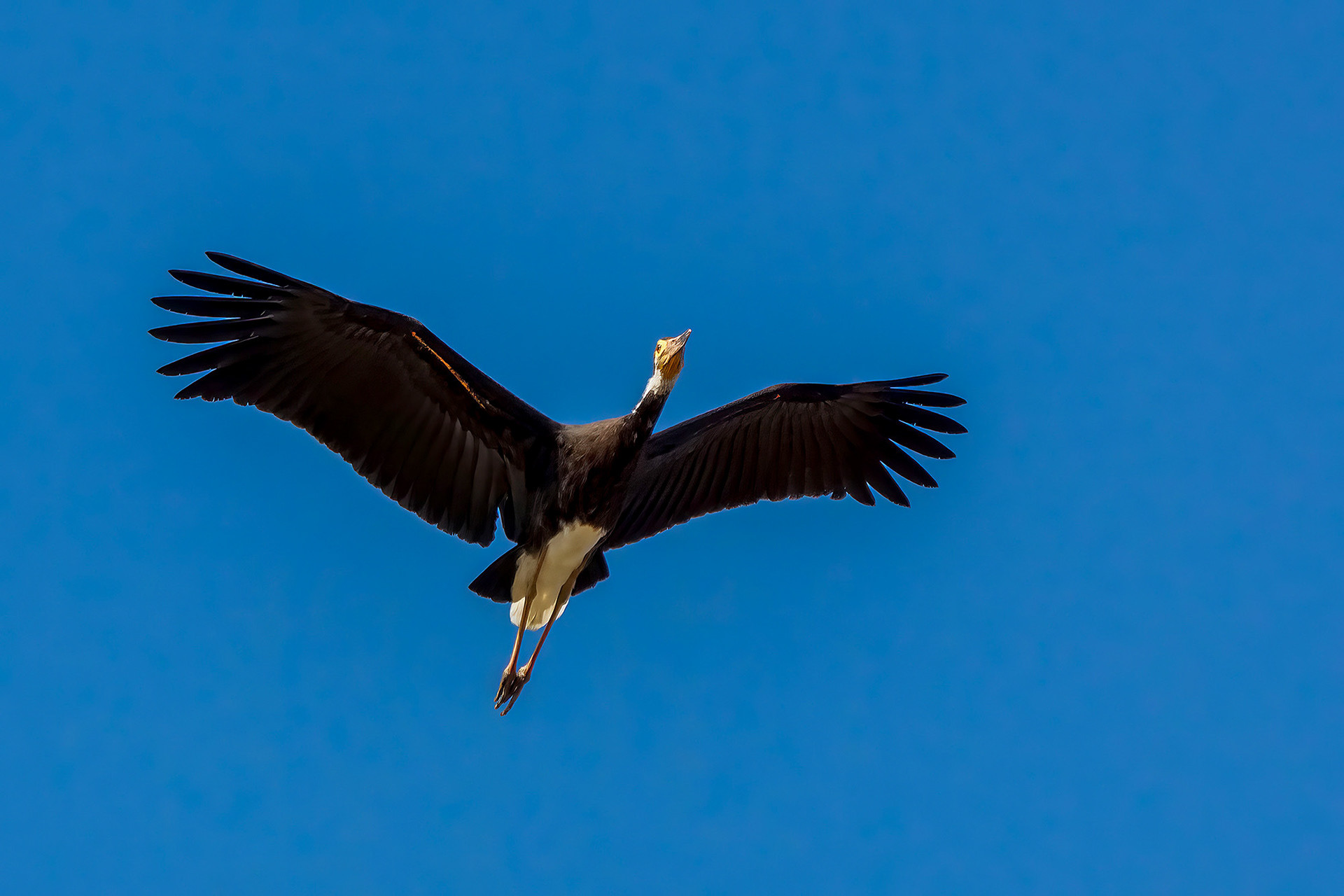 Höckerstorch