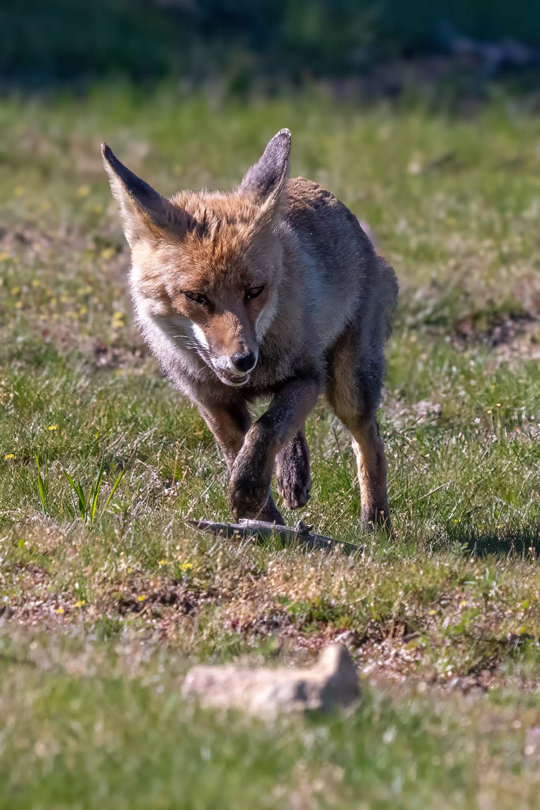 Iberischer Rotfuchs