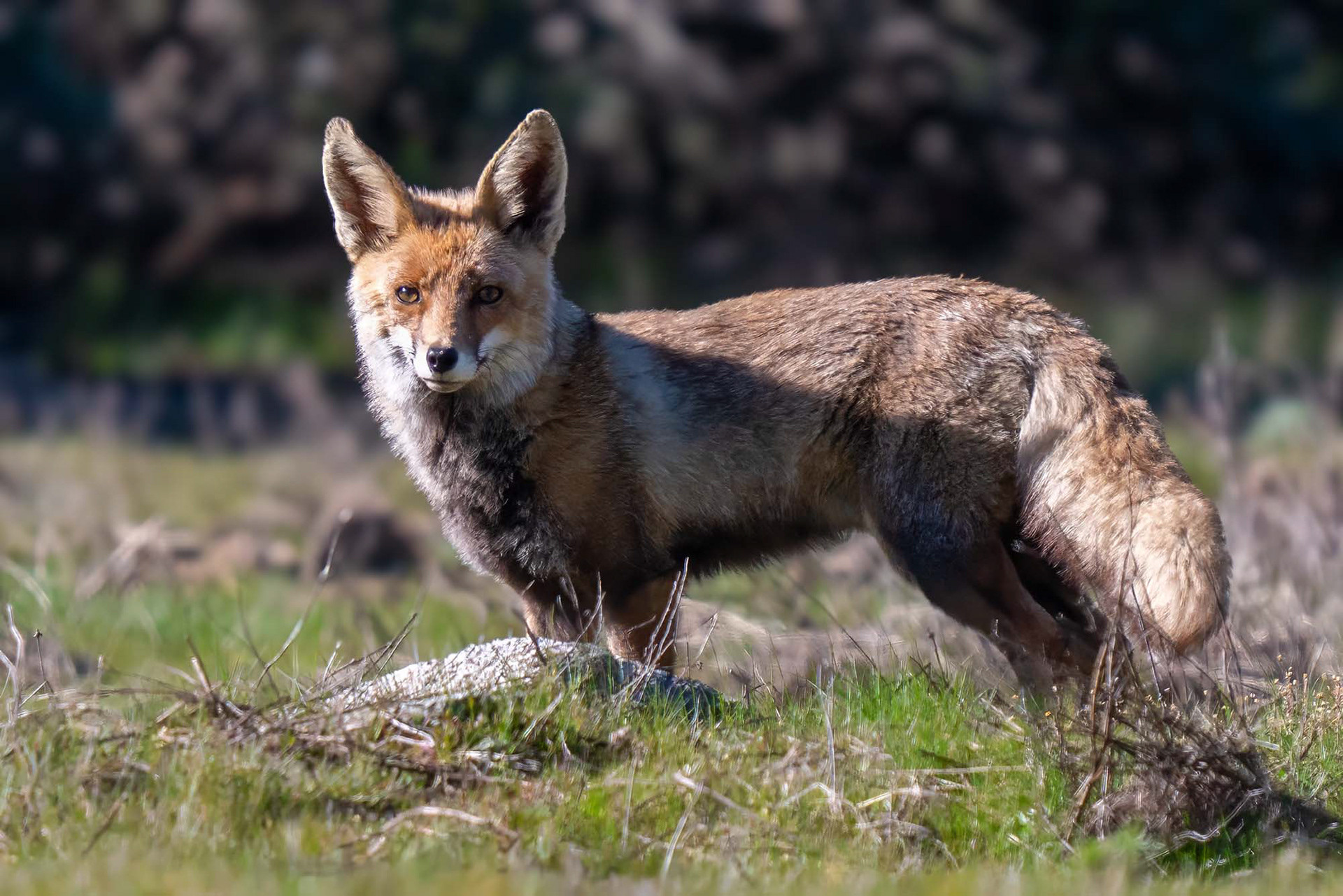 Iberischer Rotfuchs
