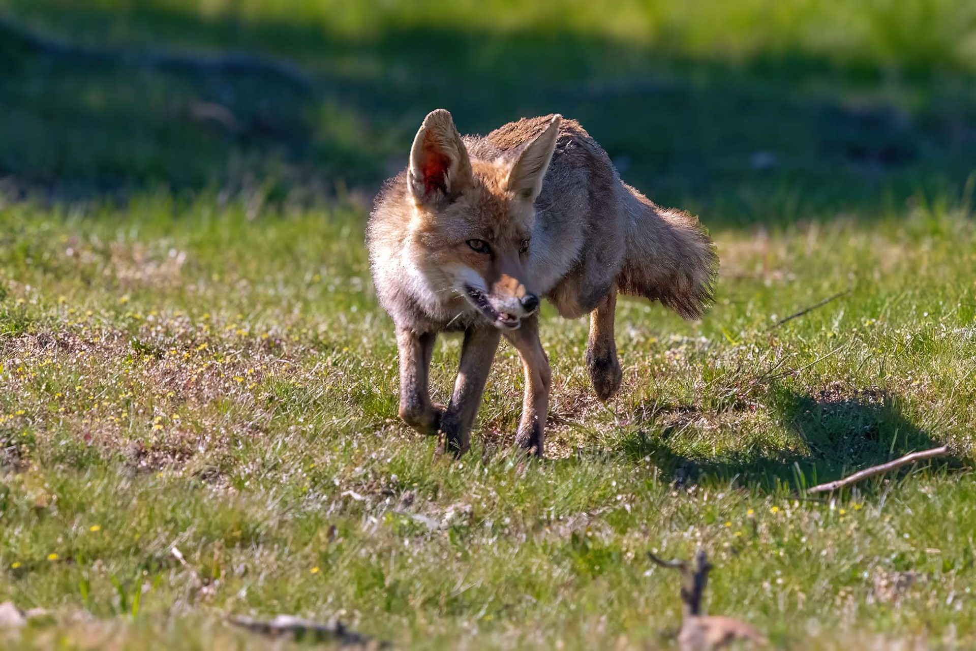 Iberischer Rotfuchs