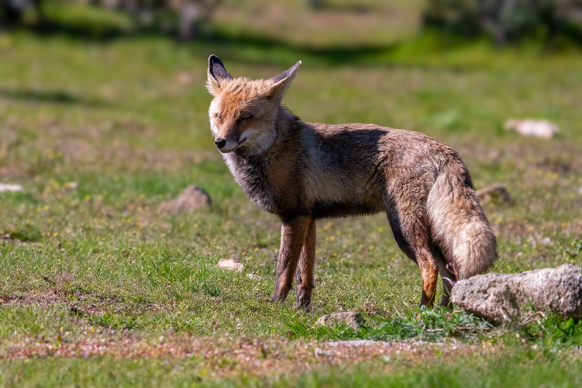 Iberischer Rotfuchs