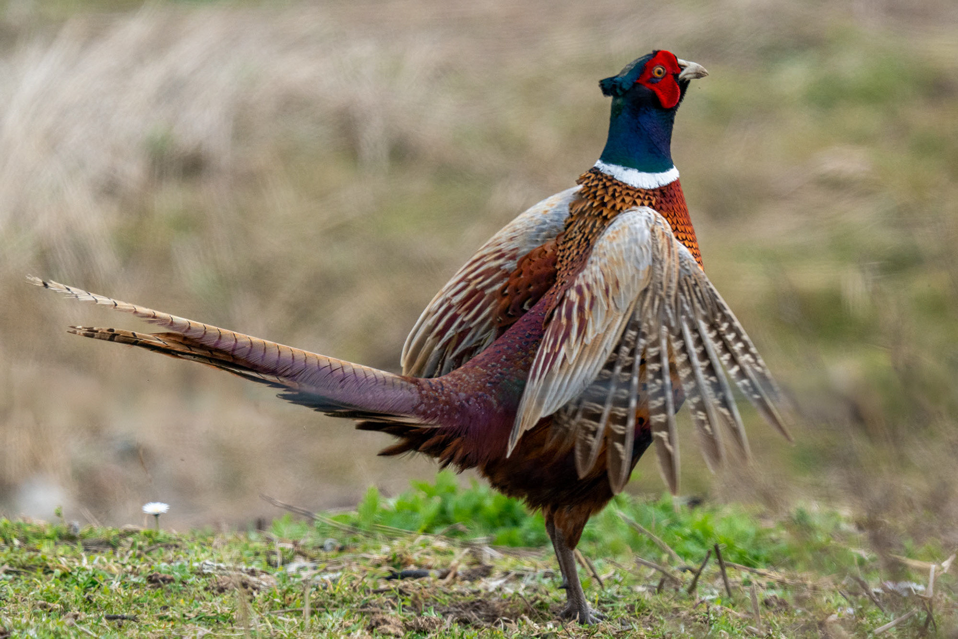 Jagdfasan