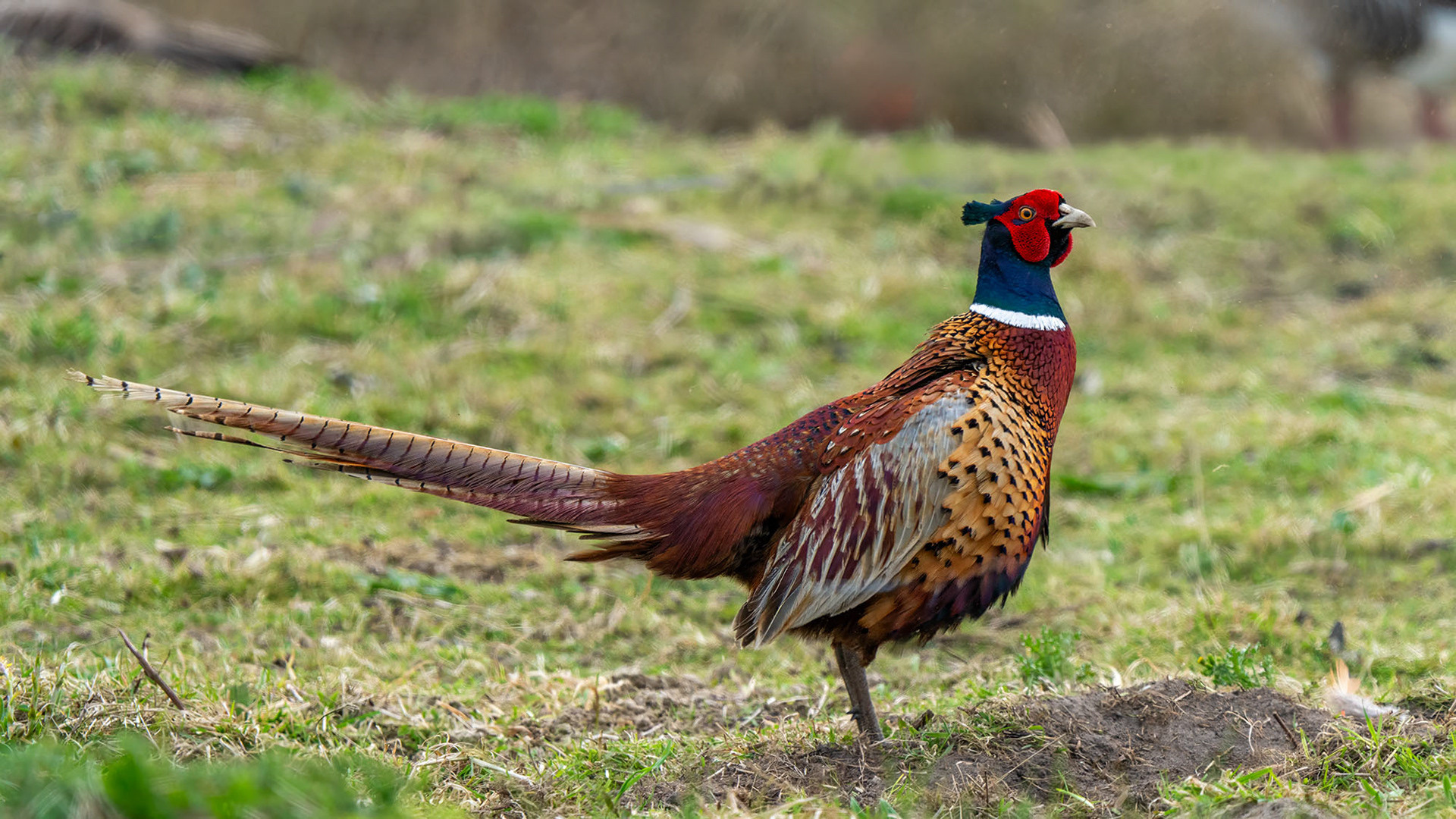 Jagdfasan