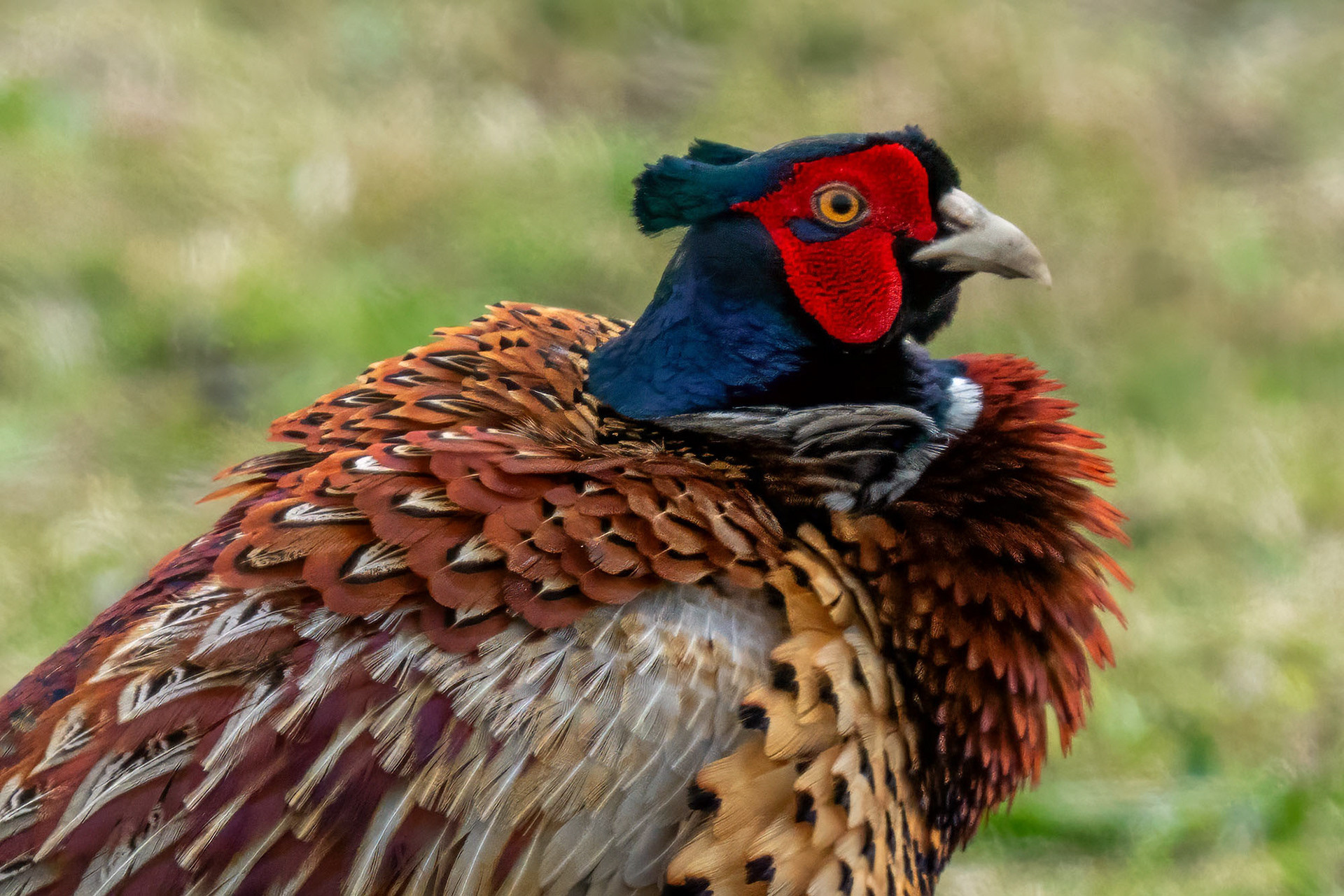 Jagdfasan