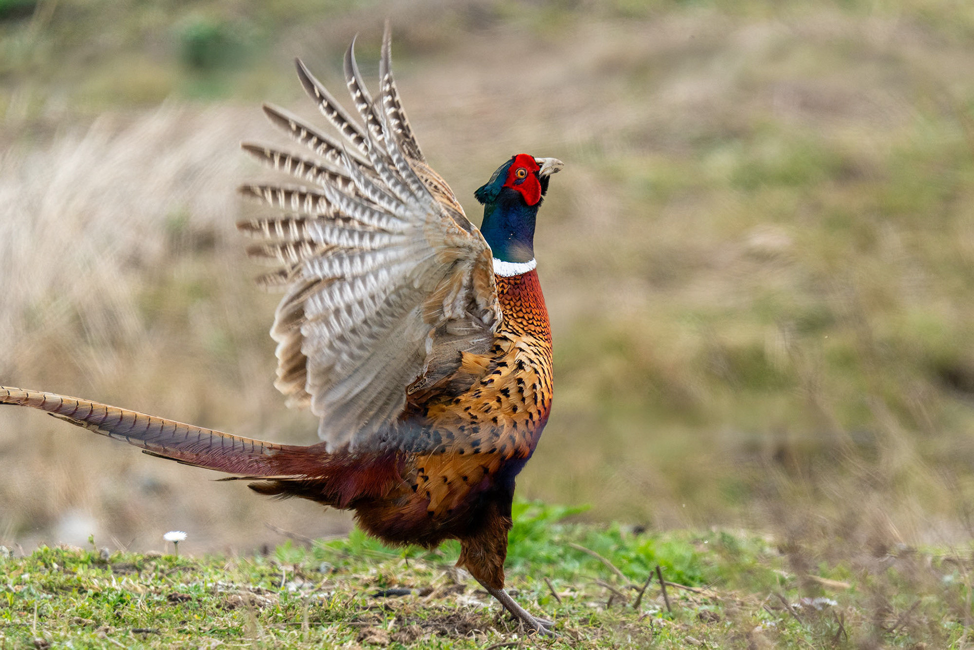 Jagdfasan