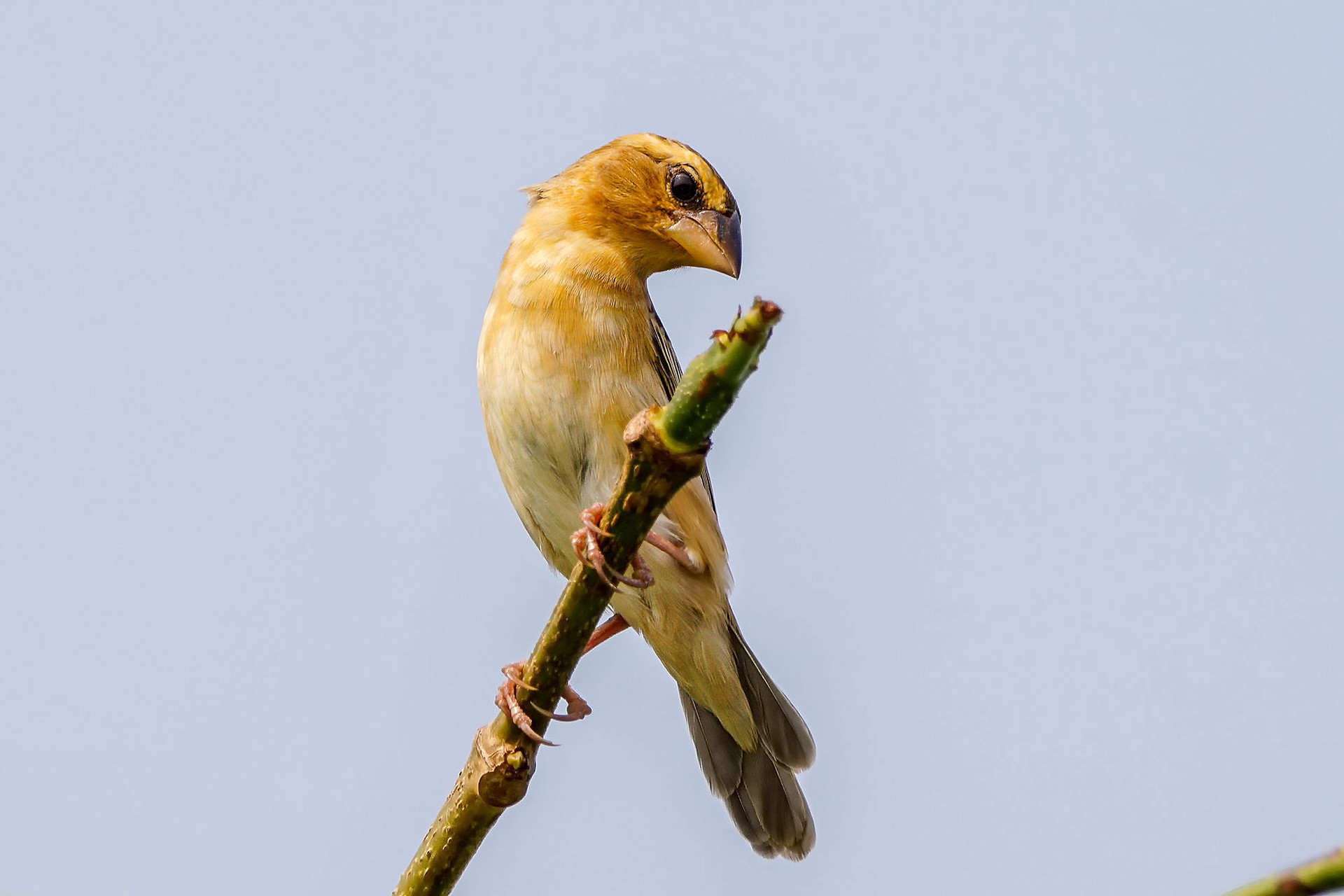 female