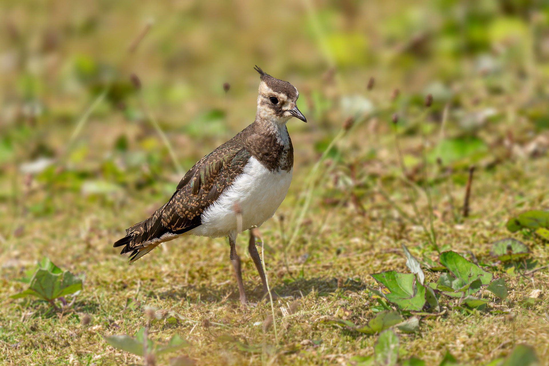 juvenile